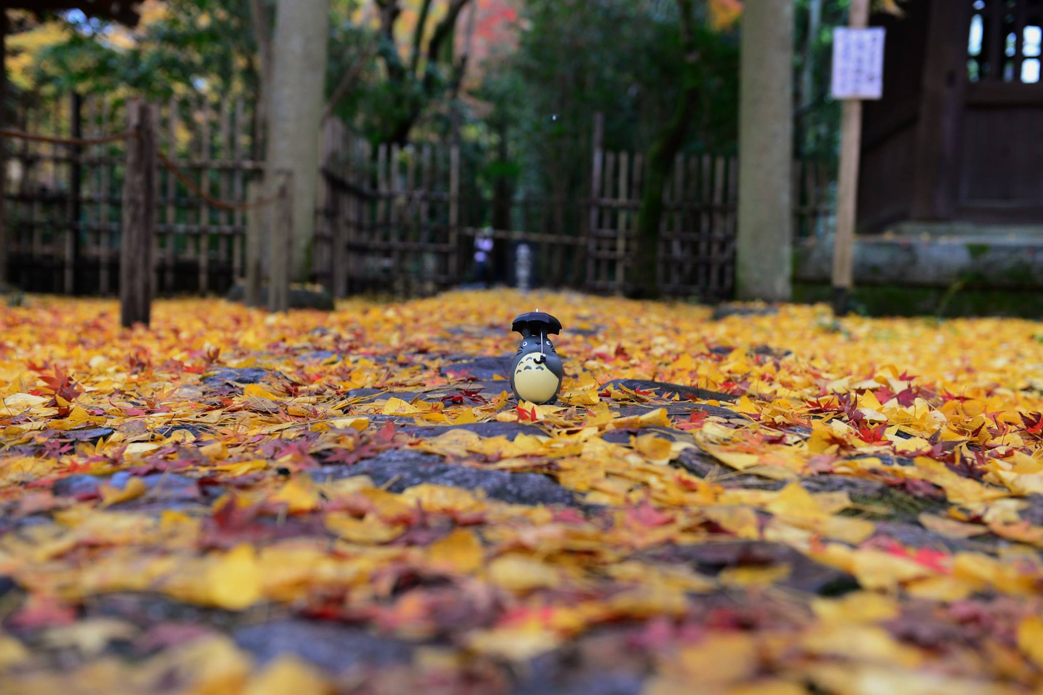 20785829_1840290156299974_5225008222551510186_o