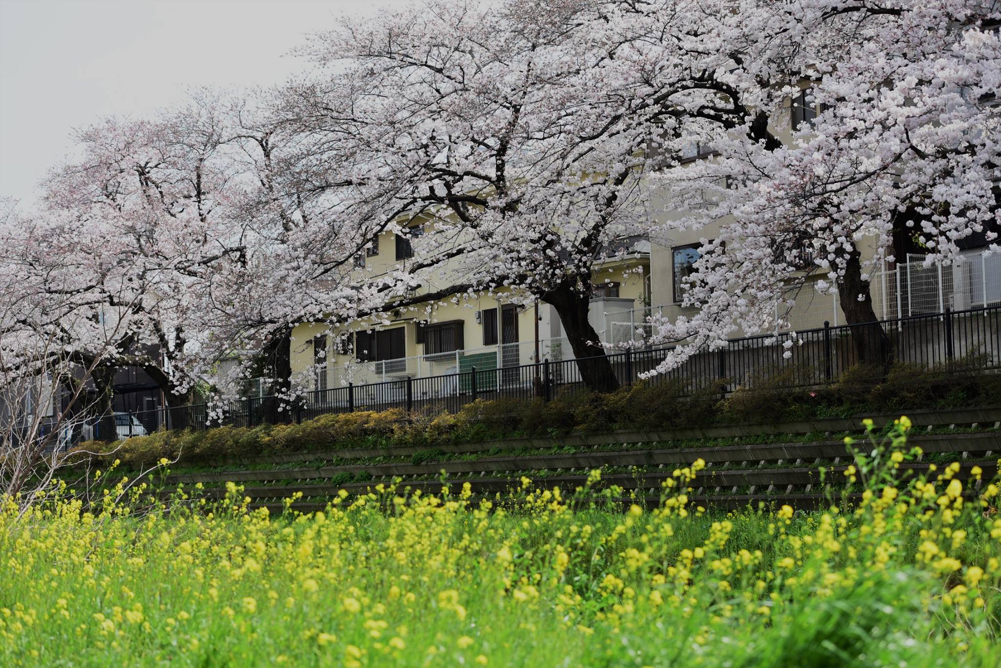 21273103_1849312458731077_3000067616896753453_o