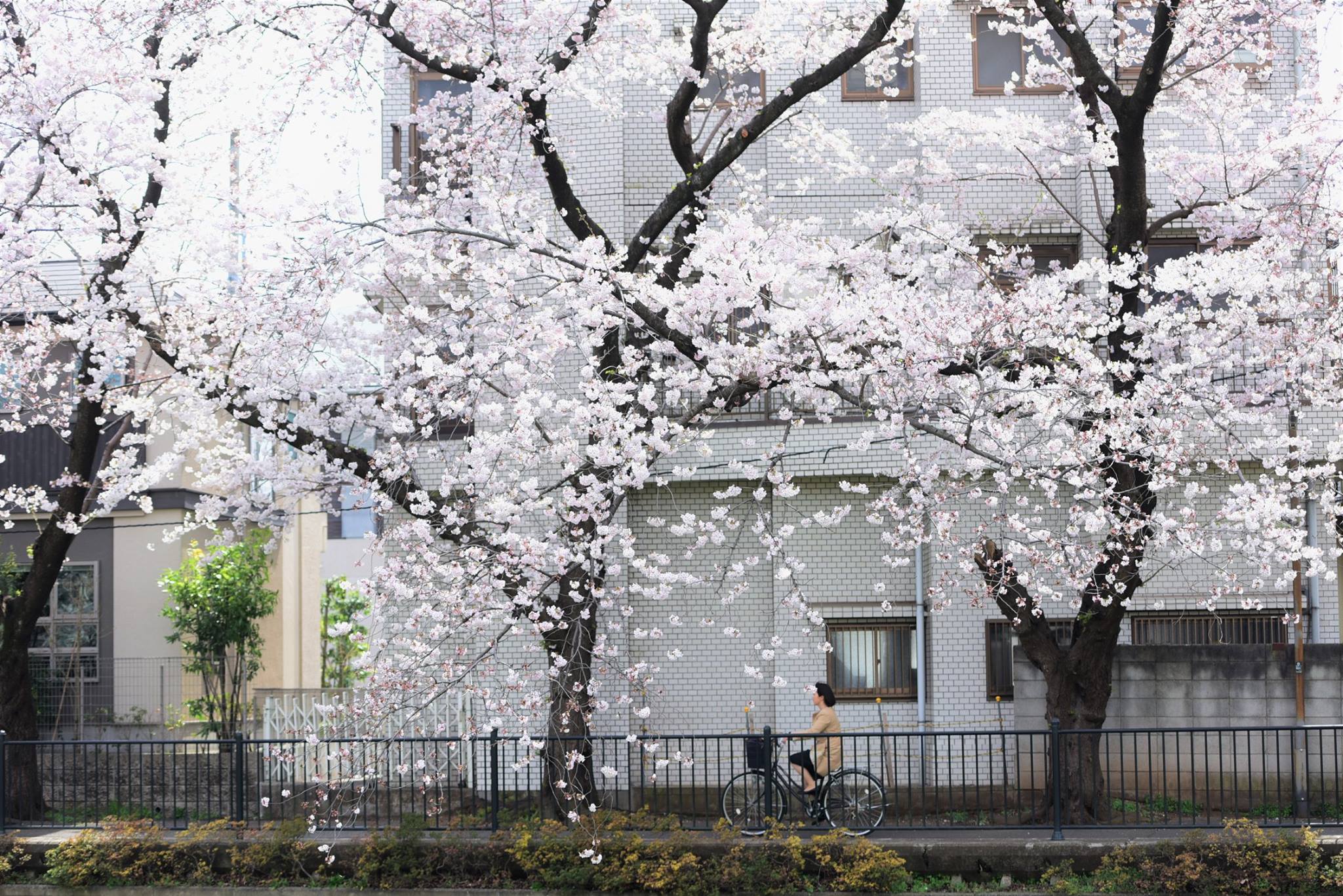 21316302_1849312635397726_5056197037425137482_o