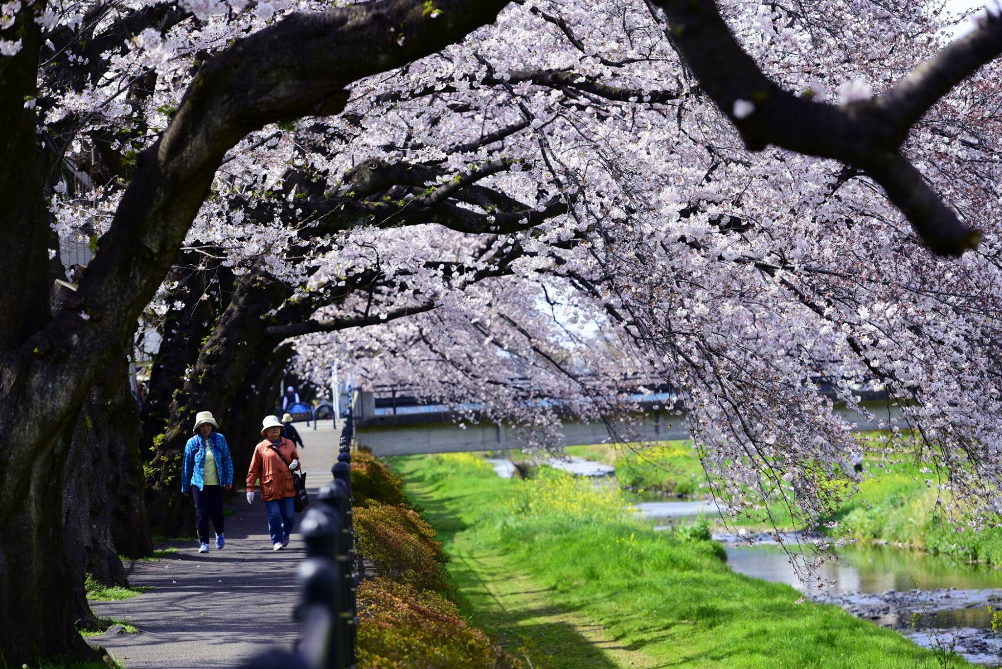 21366998_1849312102064446_5062198388726791338_o