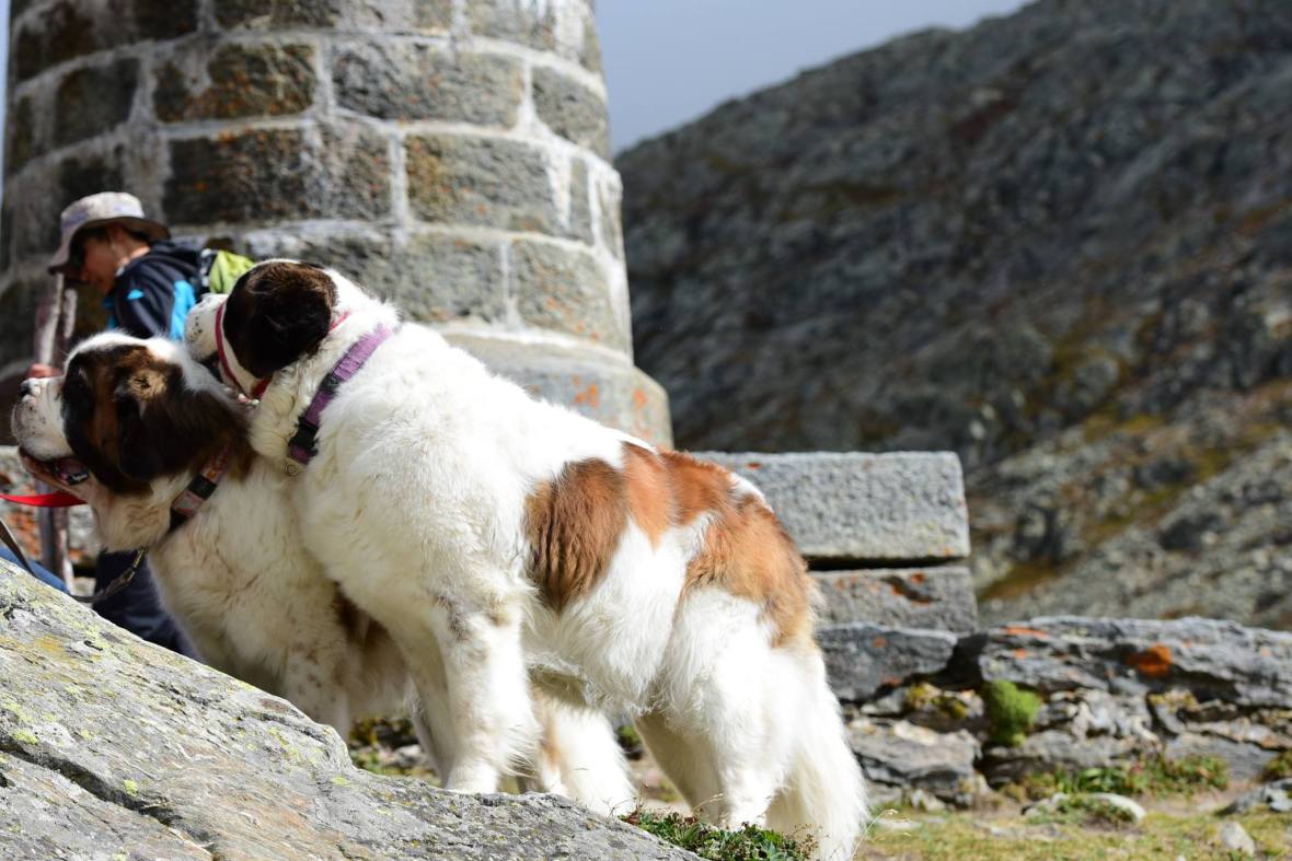 21686861_1855440651451591_8564936982659072262_o