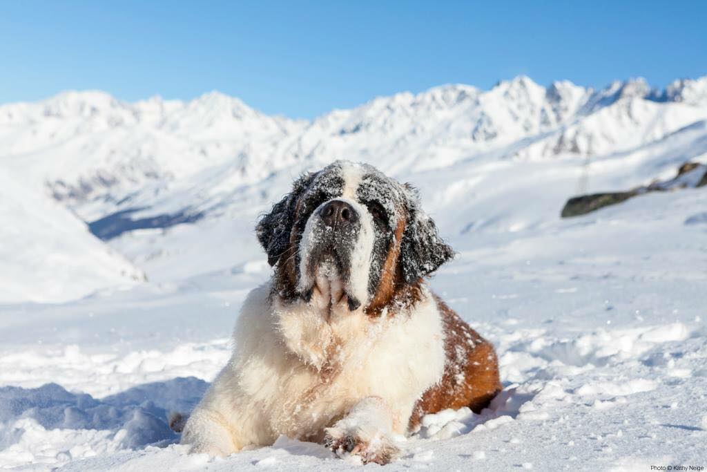 26686071_1911121185883537_8784759567546503570_o