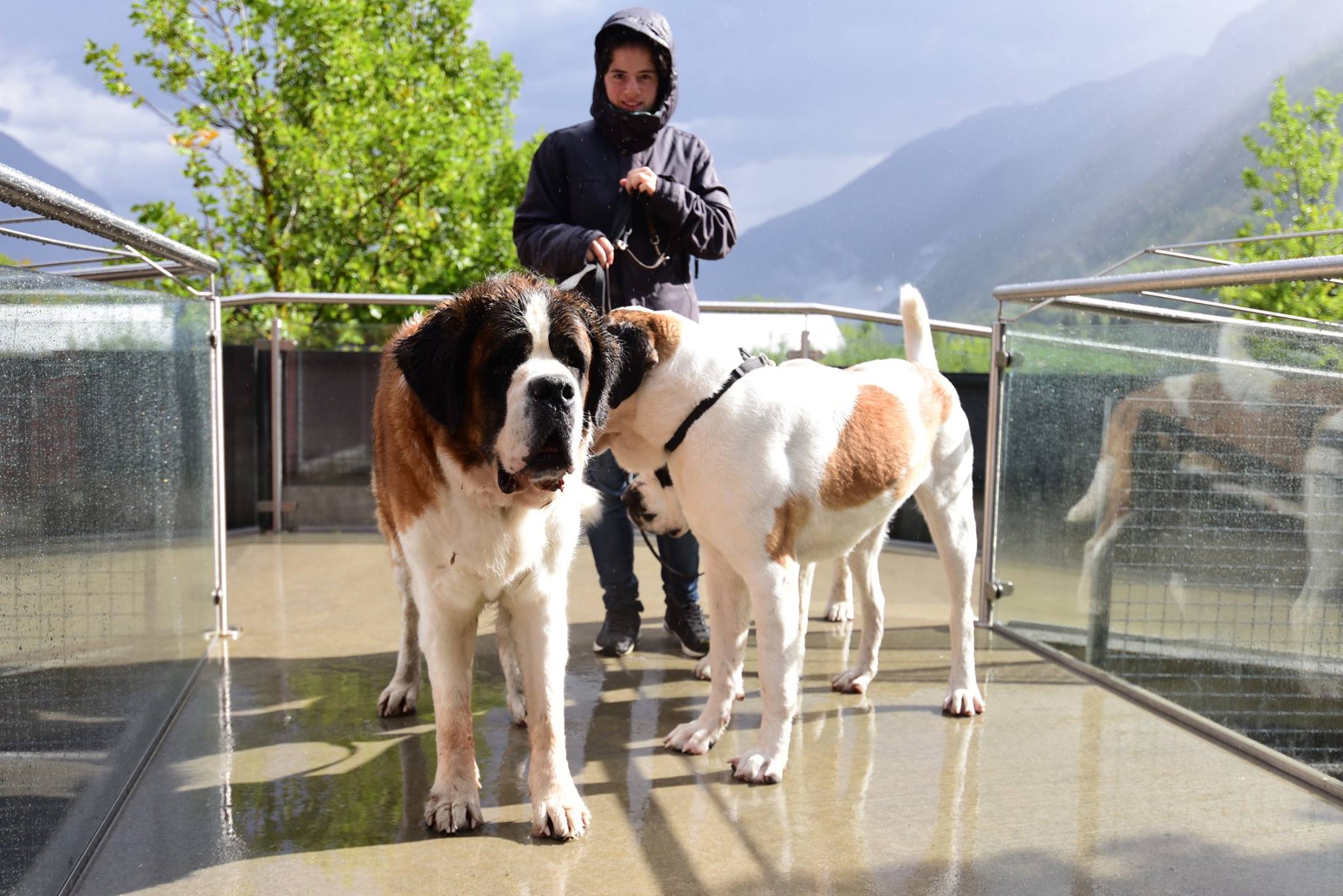 26841204_1910681035927552_535425718341907475_o