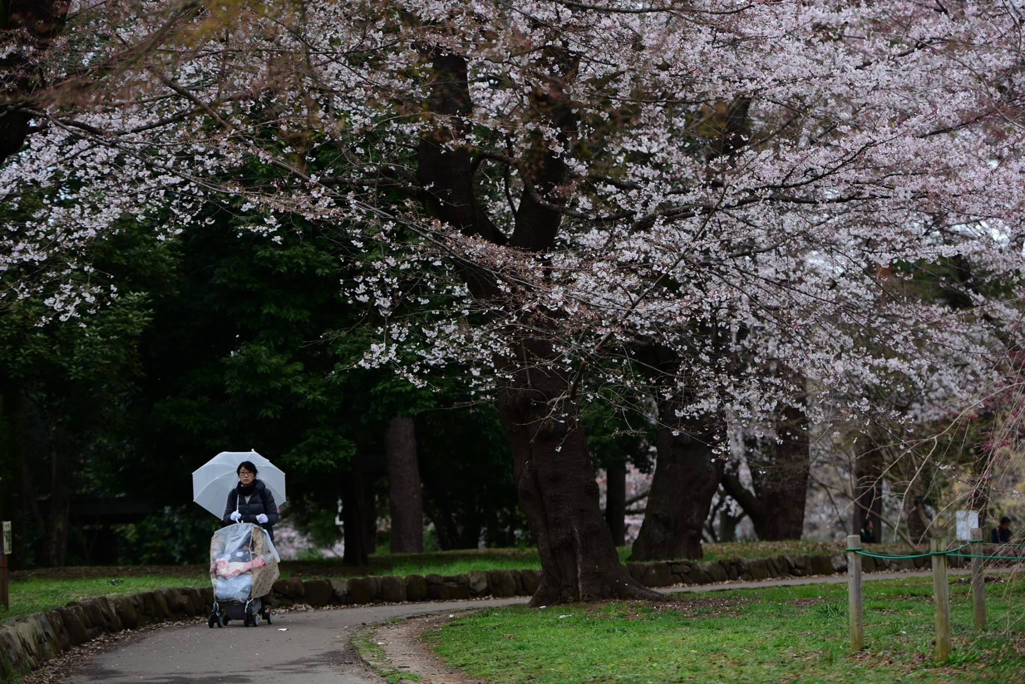 26910935_1914352842227038_7709838098625162566_o