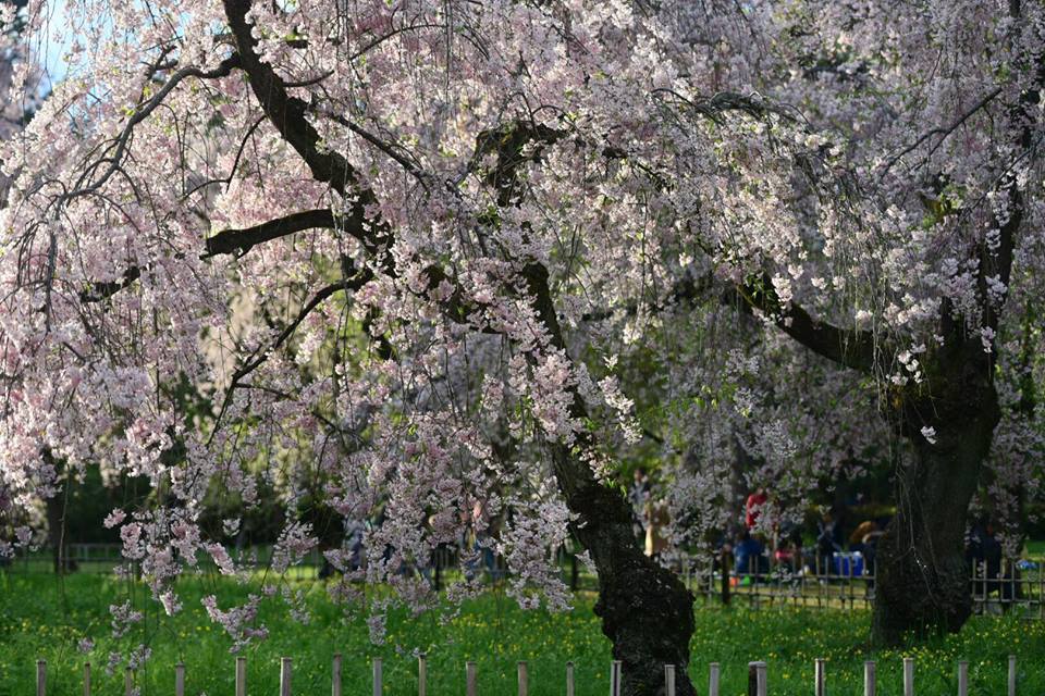 31378664_1964297823899206_1910500495206645760_n