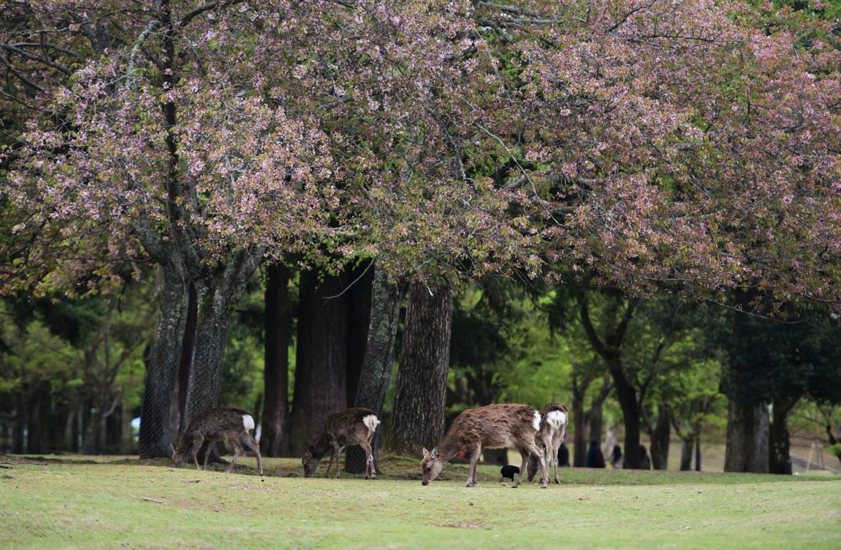 31394664_1964268907235431_7526756184229937152_o