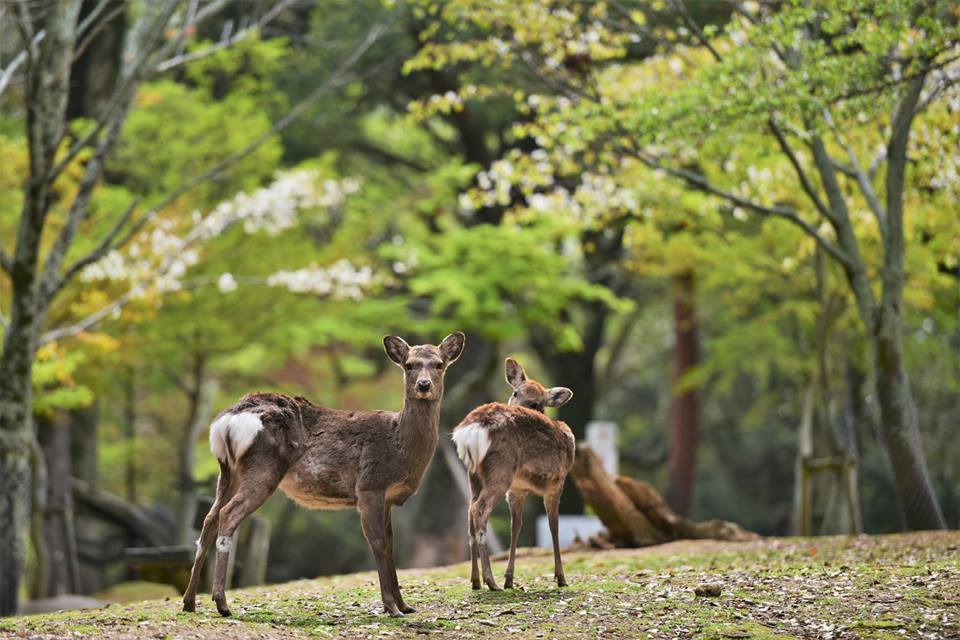 31454035_1964268643902124_8859461644003049472_n