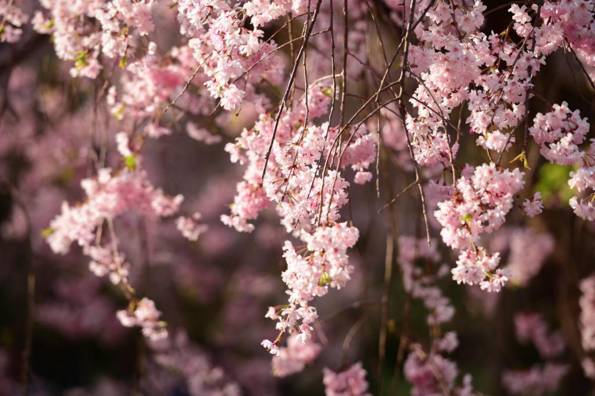 31460989_1964297790565876_2859453435990769664_o