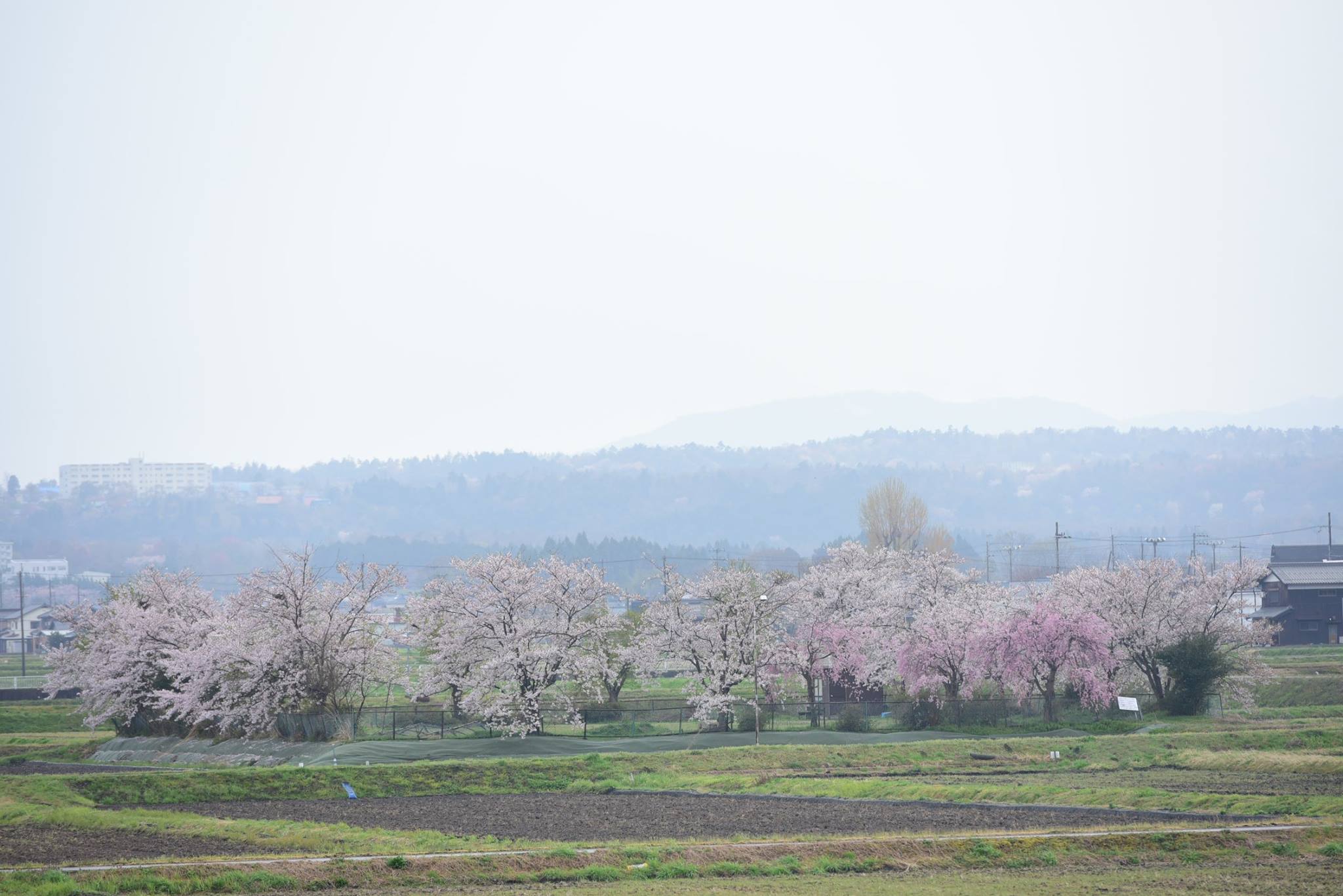 30167219_1650947771689768_1438120465529619649_o