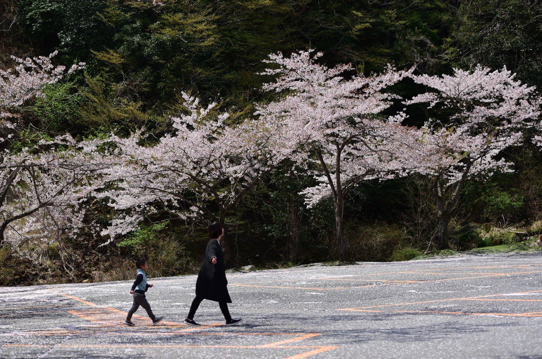 30707104_2114920165215157_6996441853339893760_o