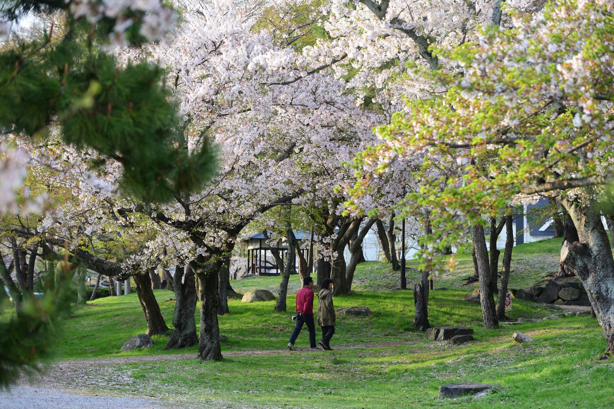 31525046_1970136053315383_7067834380281970688_o