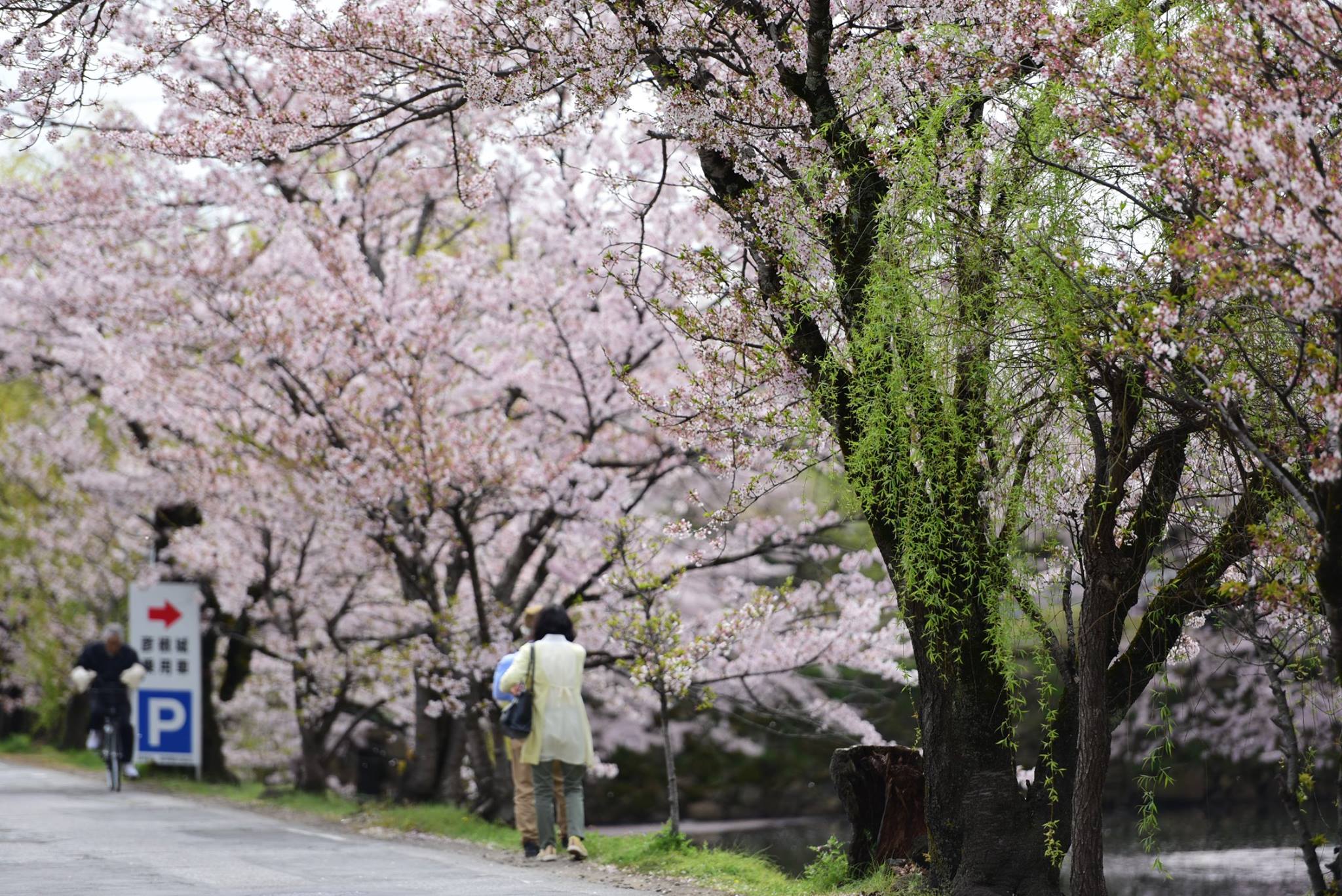 31709934_1966411767021145_5583141242063028224_o