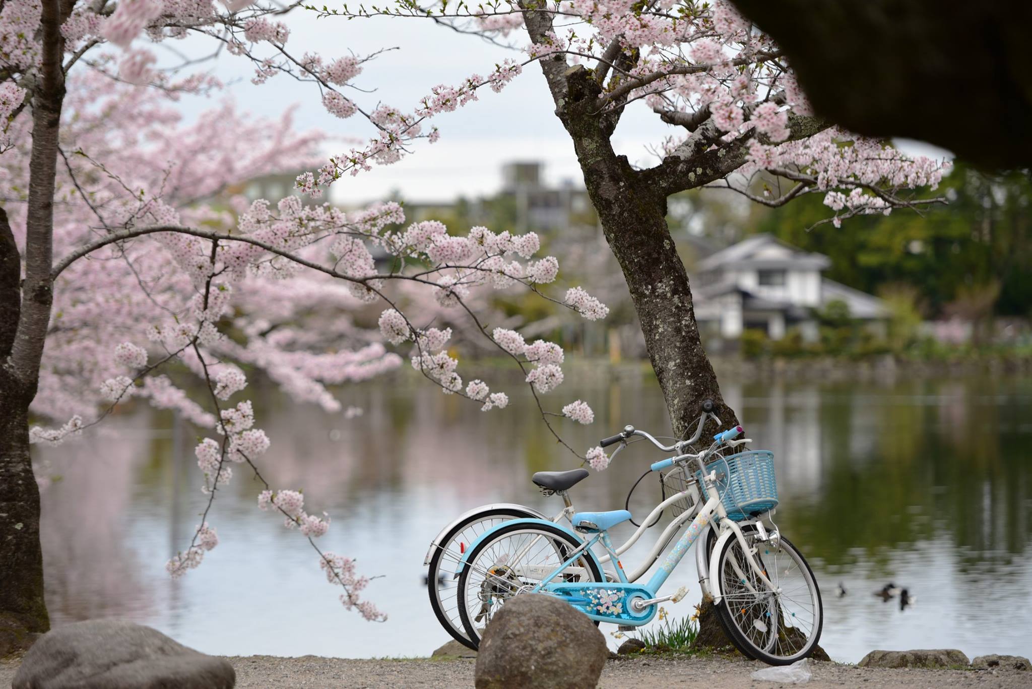 31713358_1966412350354420_5888442343689814016_o