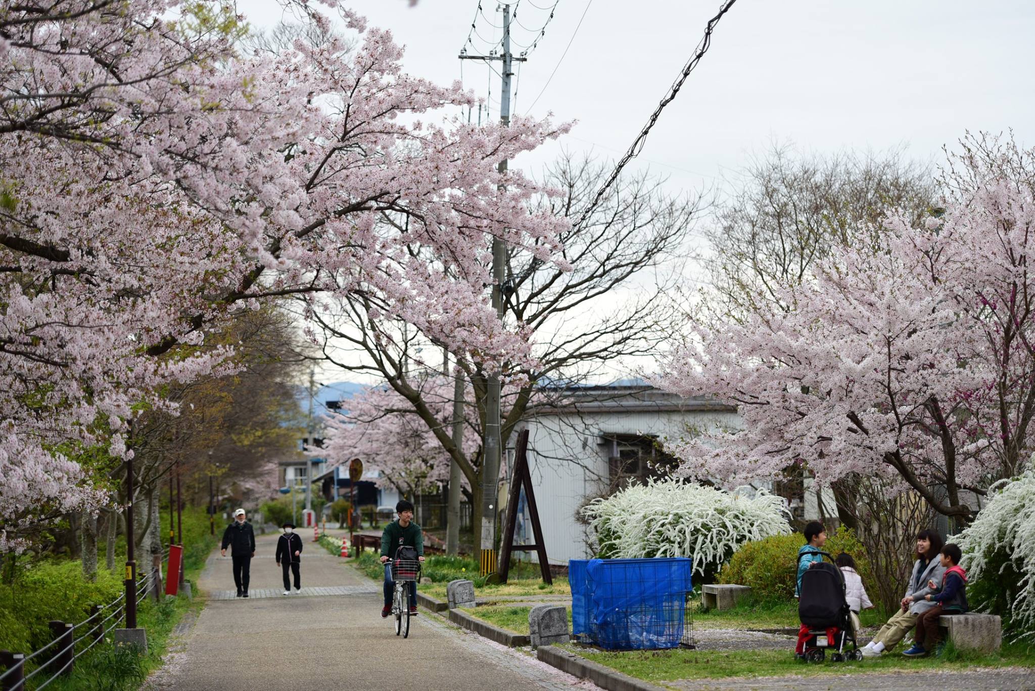 31815433_1966412283687760_482269572586536960_o