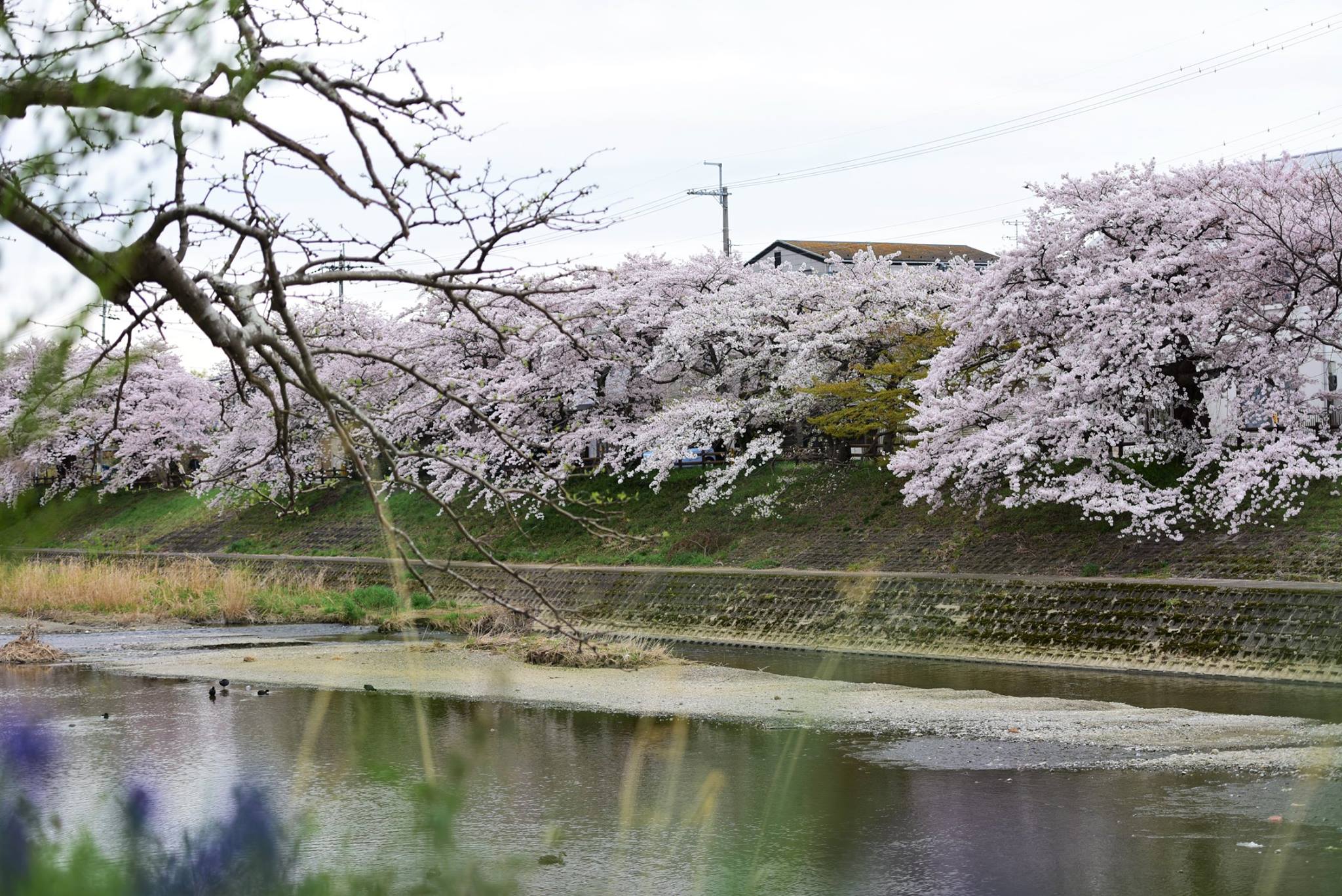 31821879_1966412113687777_5100764544402194432_o