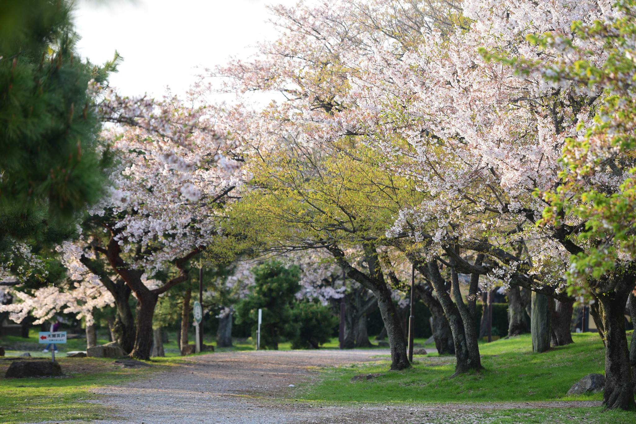 31958215_1970155513313437_7308783471516712960_o