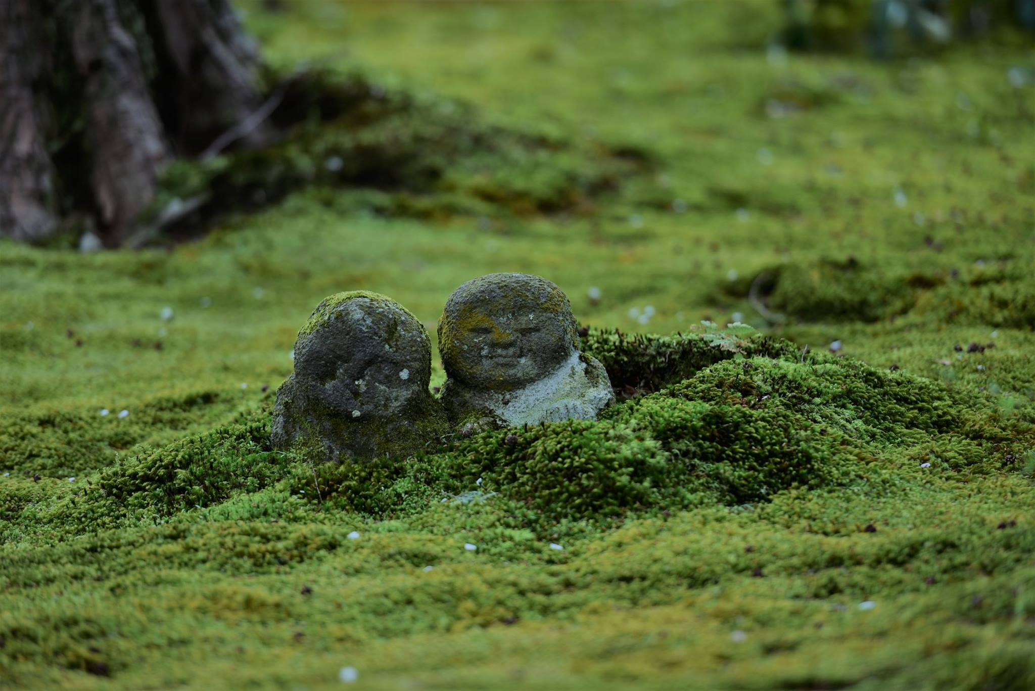 31960499_1969634770032178_7134208010305404928_o