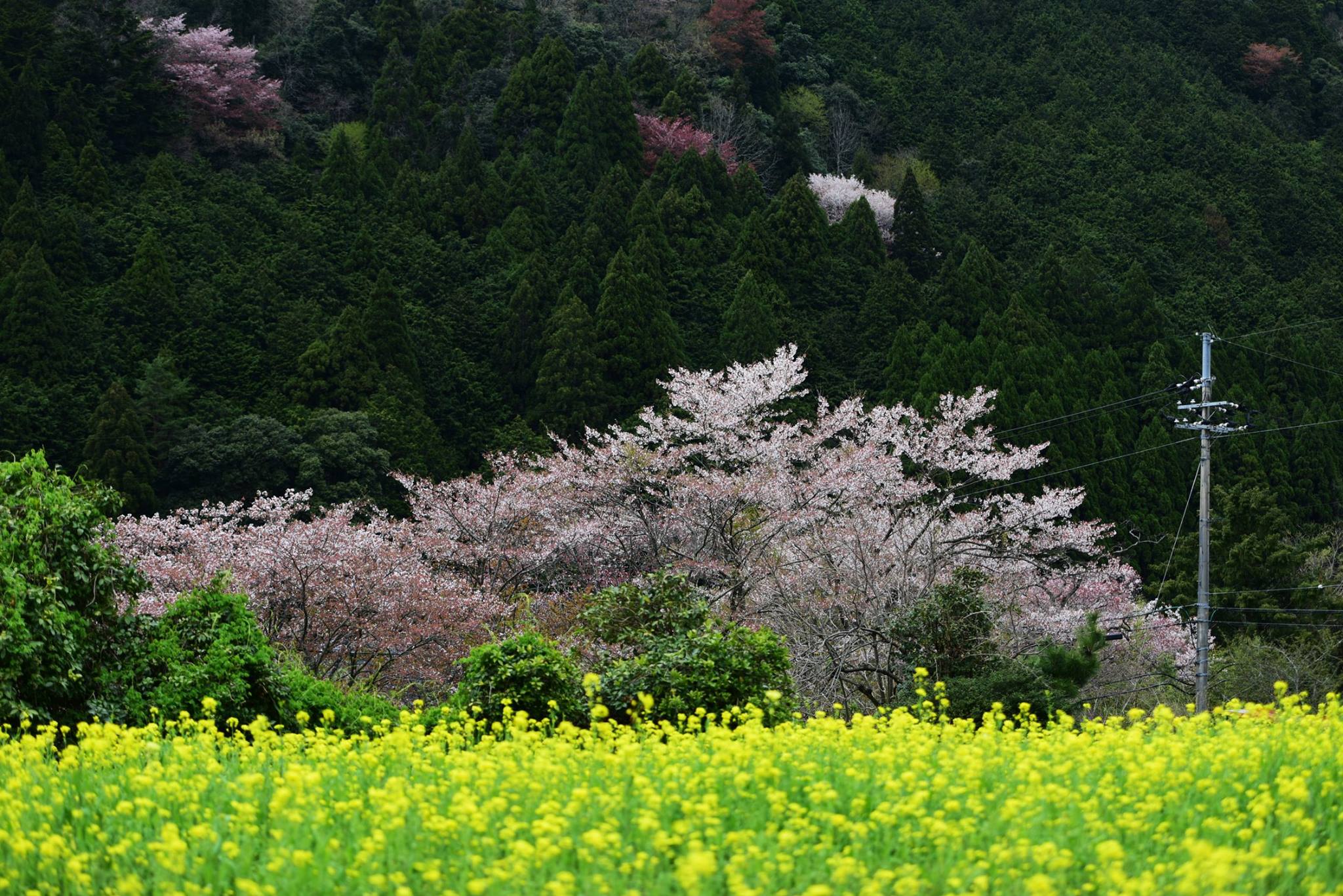 31967964_1969634006698921_4003586874869284864_o