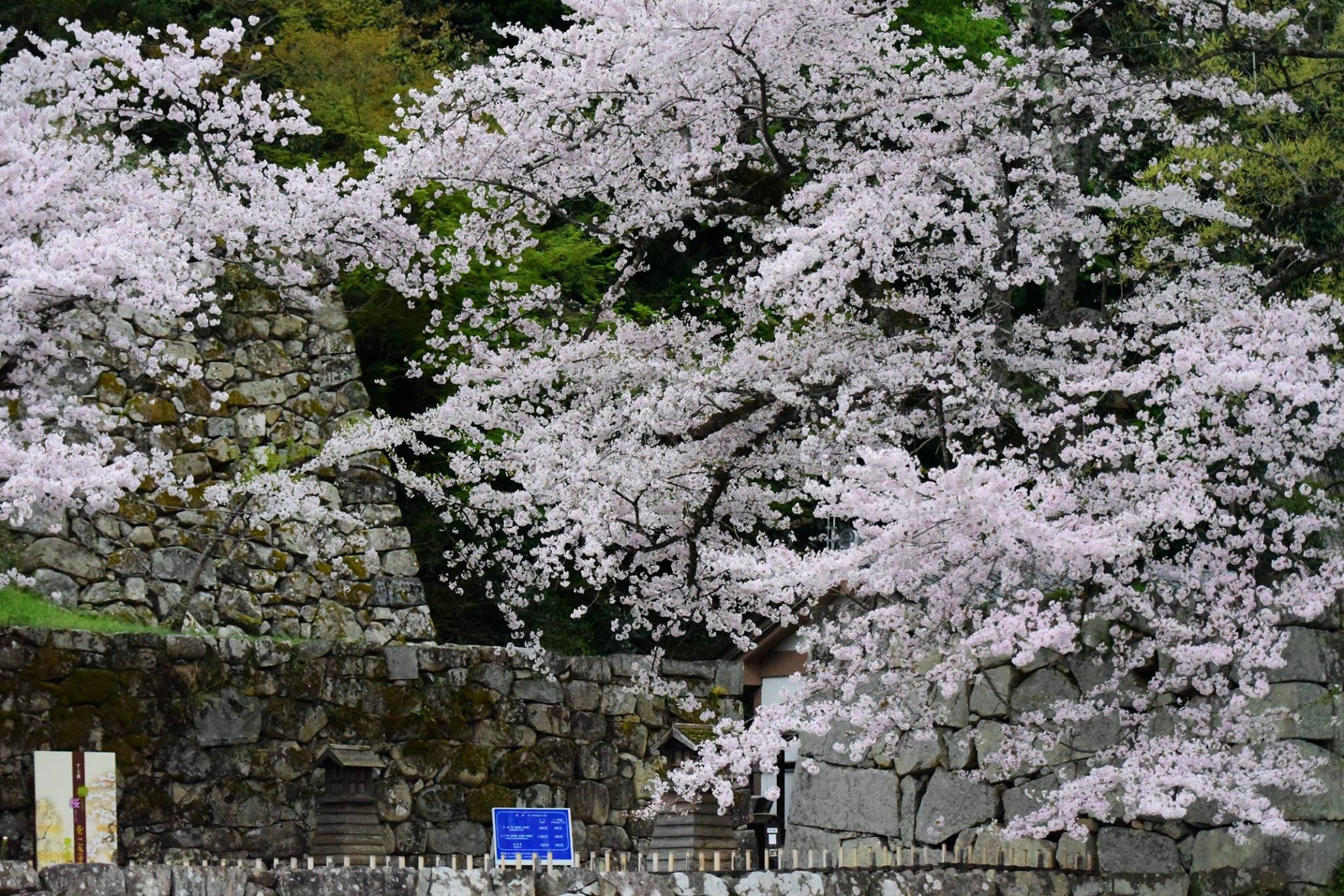 31968233_1969080743420914_2470644220075966464_o