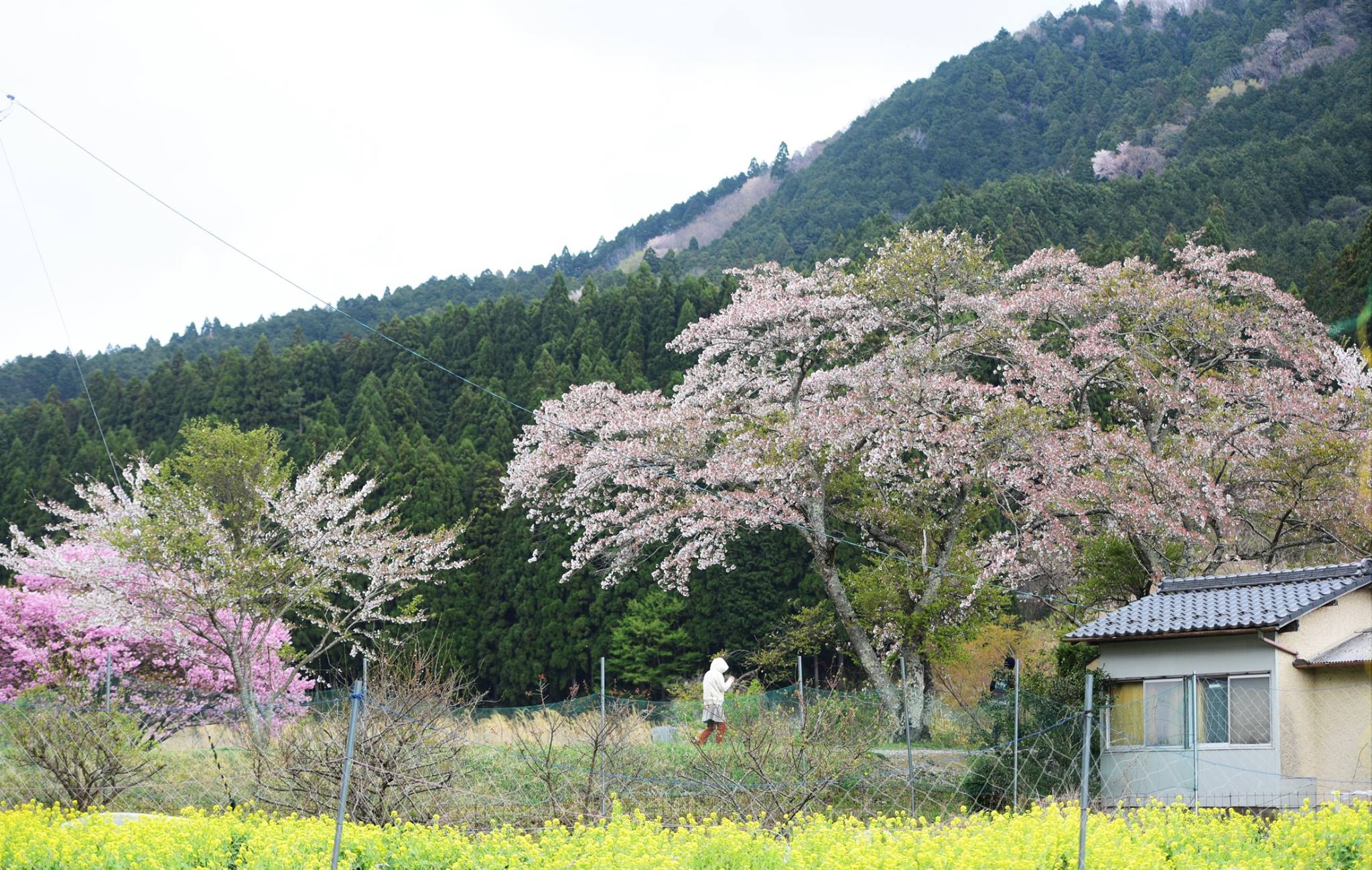 31969811_1969633646698957_8545542784986120192_o