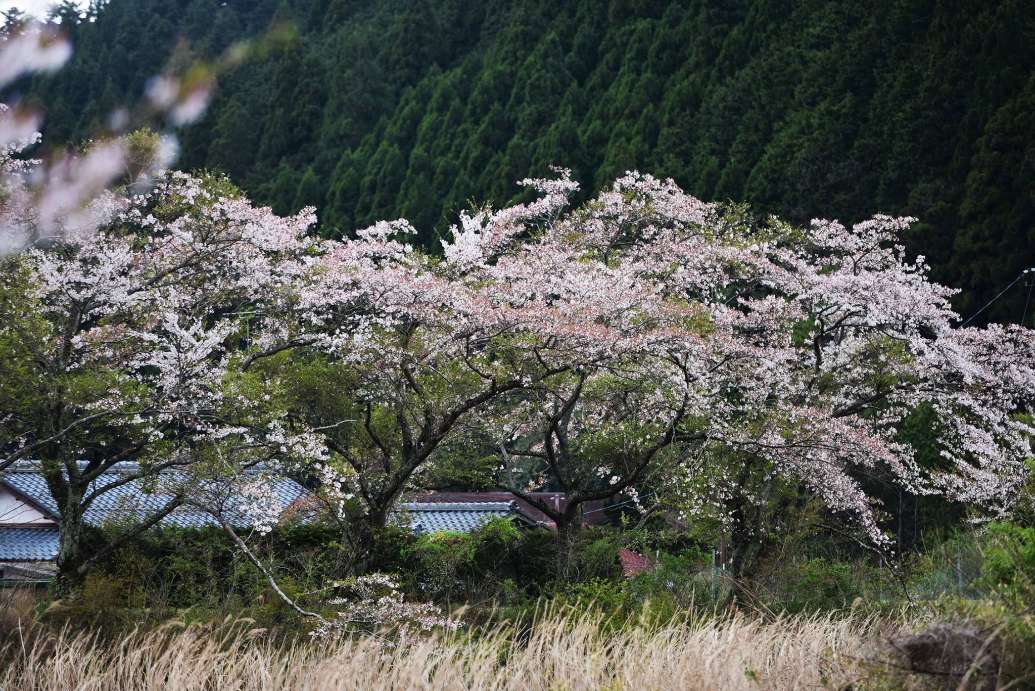 32087308_1969633620032293_3875876138286841856_o