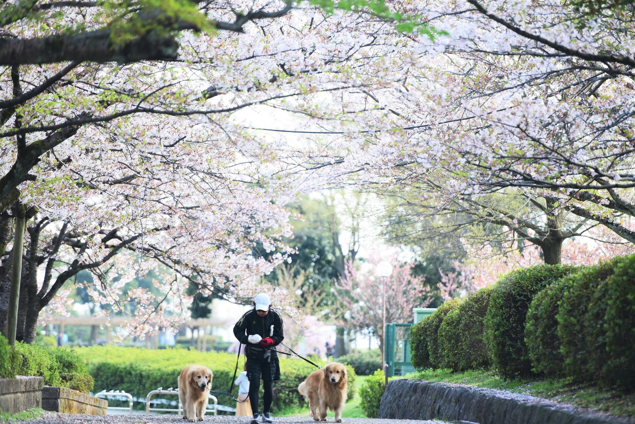 32087335_1970135413315447_4457404492438044672_o