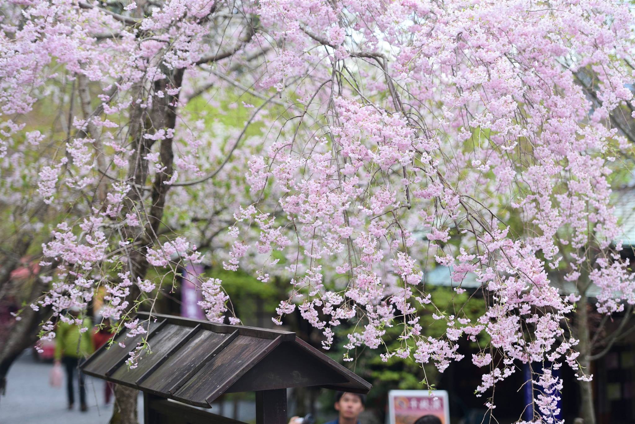 32089866_1969634590032196_2198064511477350400_o