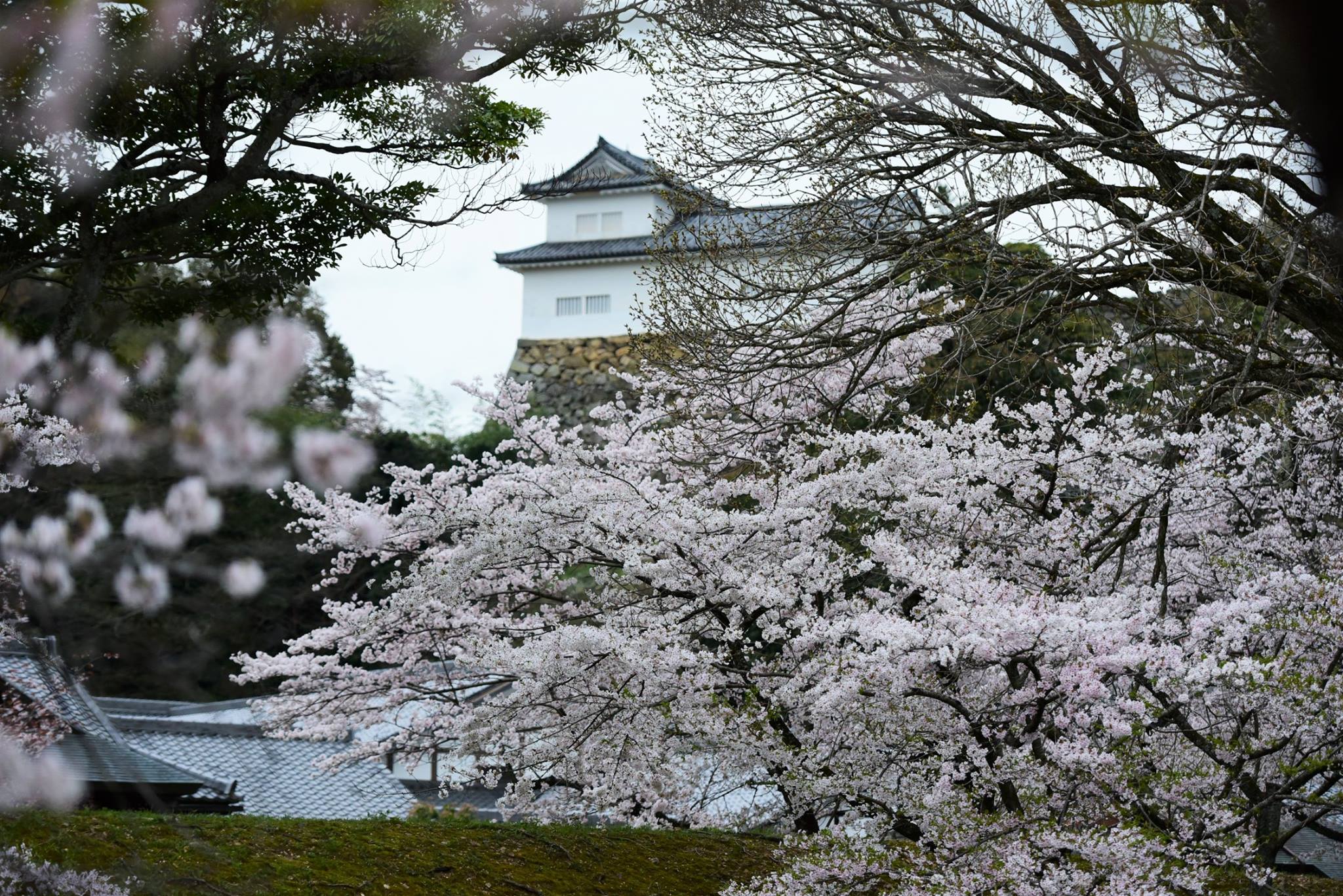 32089909_1969080860087569_2147210728598142976_o