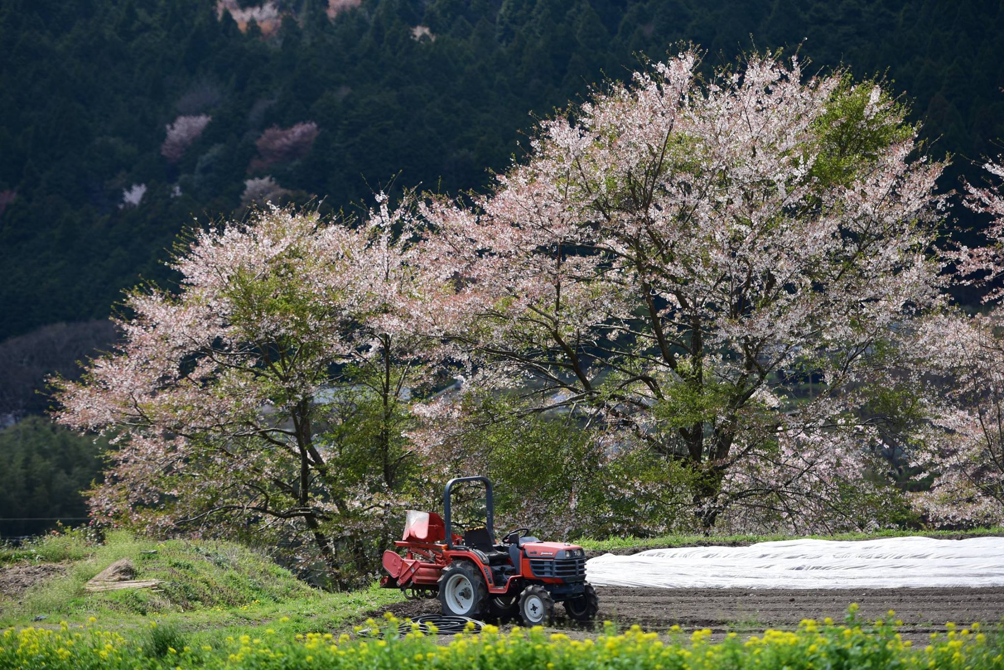 32104957_1969634226698899_283834545843732480_o