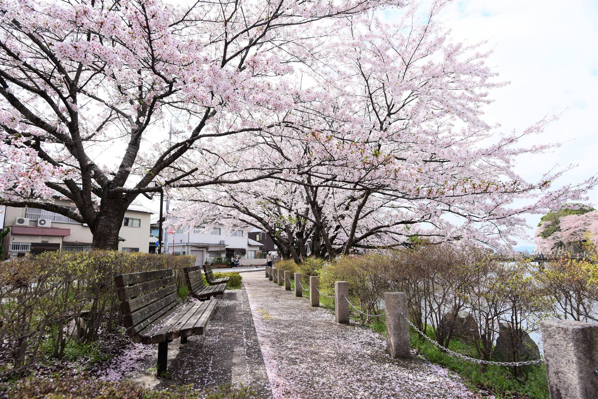 32116298_1969081263420862_867611199410274304_o