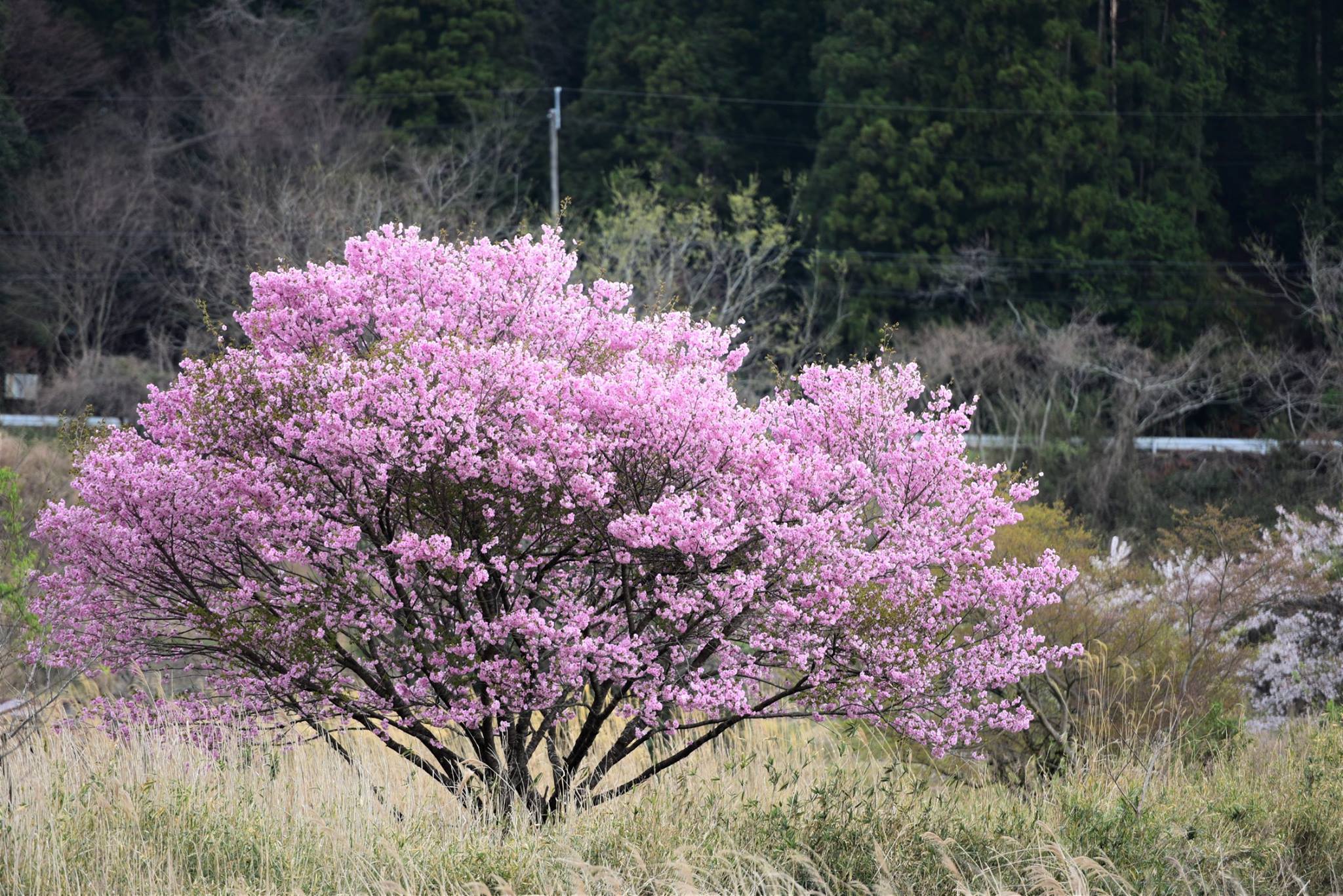 32116671_1969633546698967_4519515964420653056_o