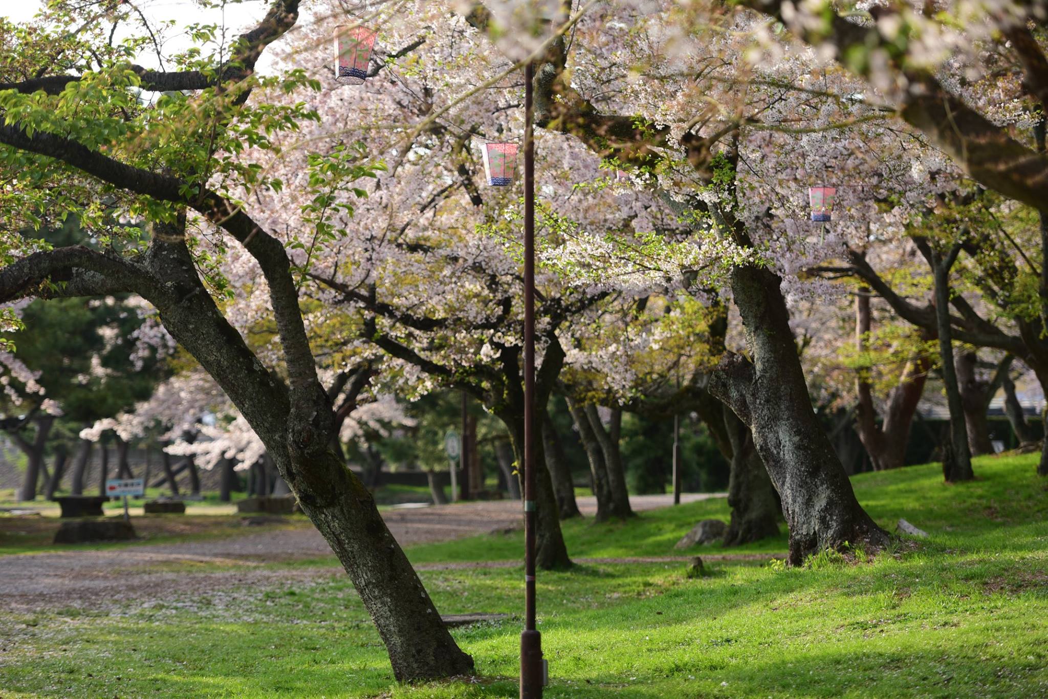 32130646_1970135869982068_3200124430818738176_o