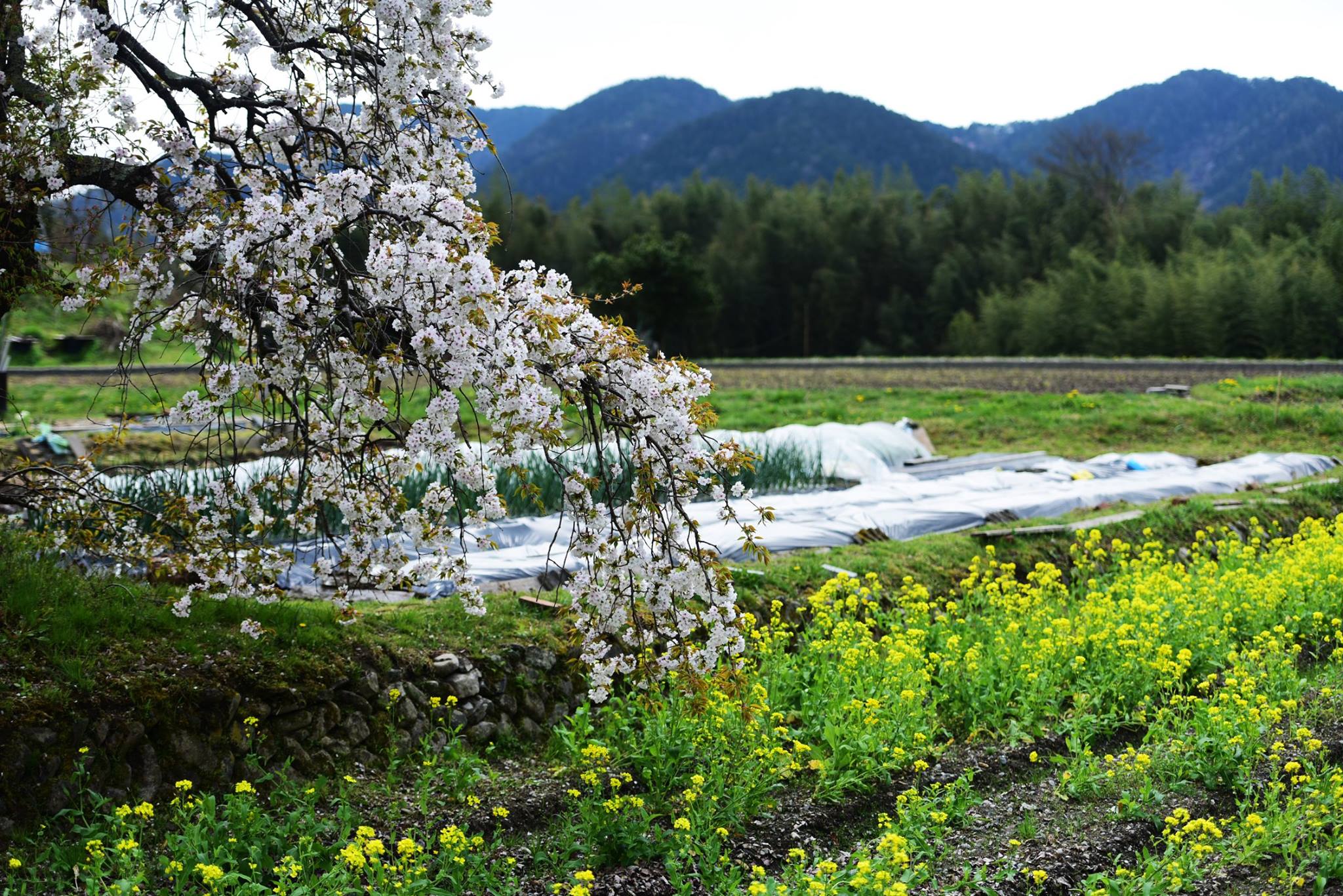 32158546_1969633120032343_1646839913263398912_o