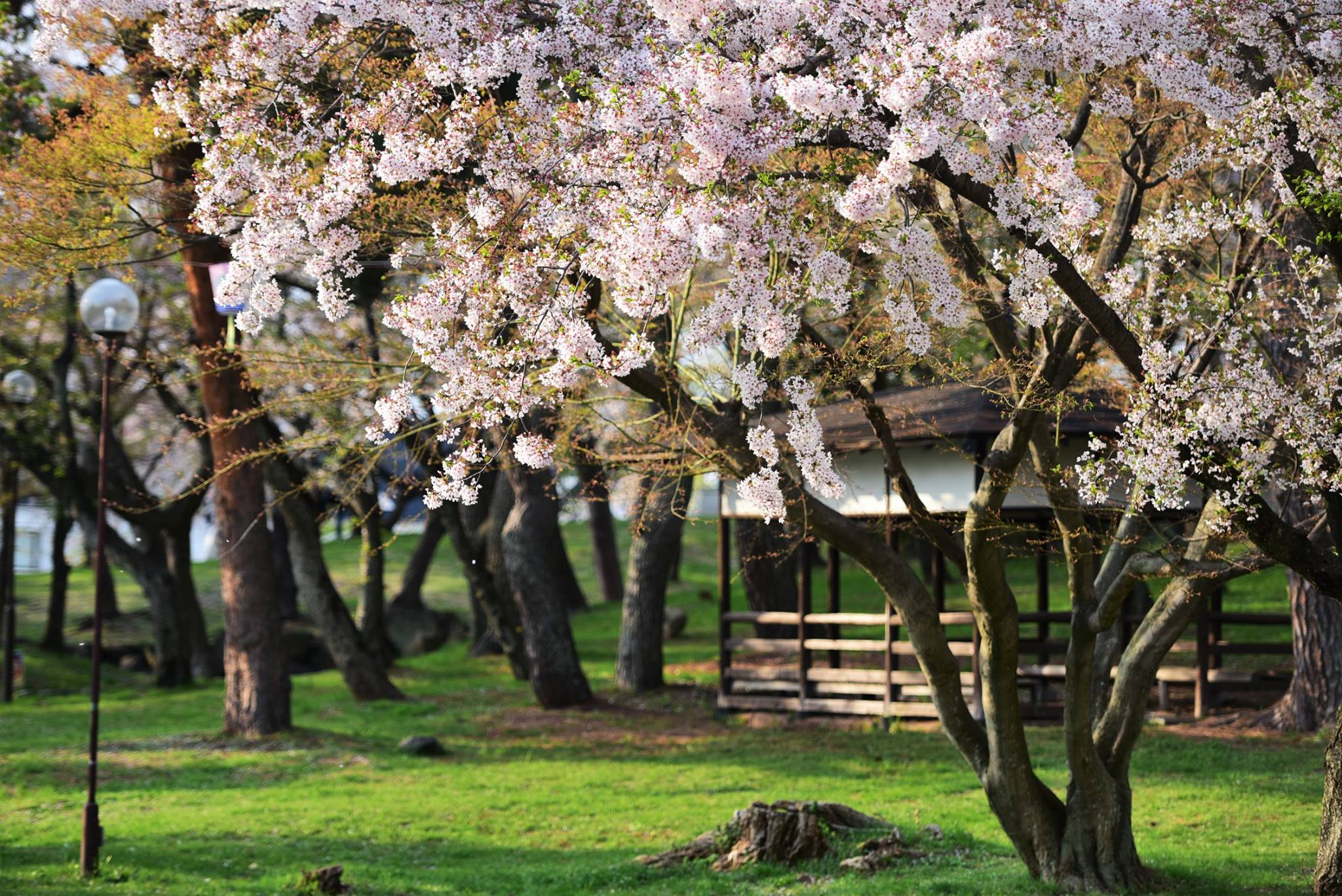 32169769_1970135919982063_6119923905369997312_o