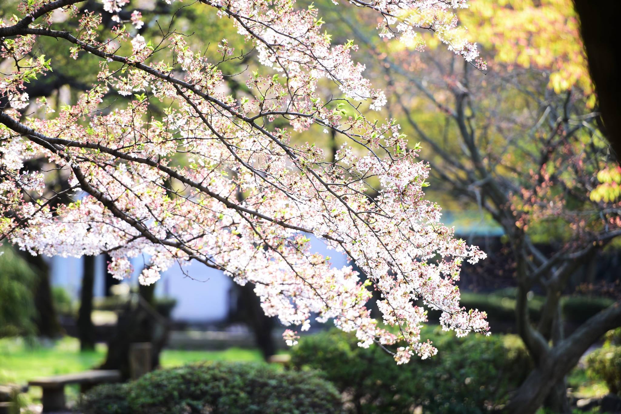 32186826_1970135343315454_3158748378041417728_o