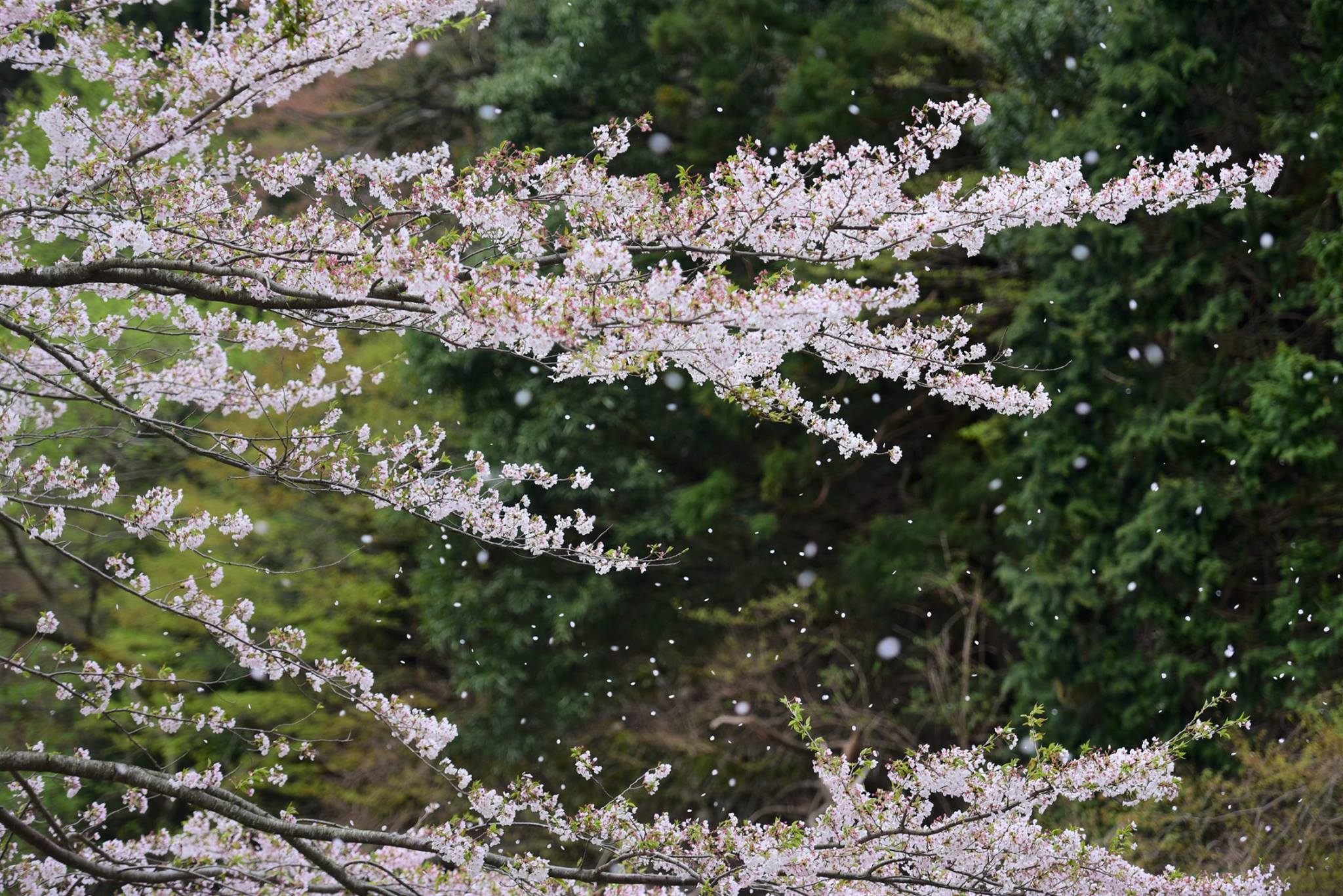 32294411_1972664623062526_8484650280556691456_o