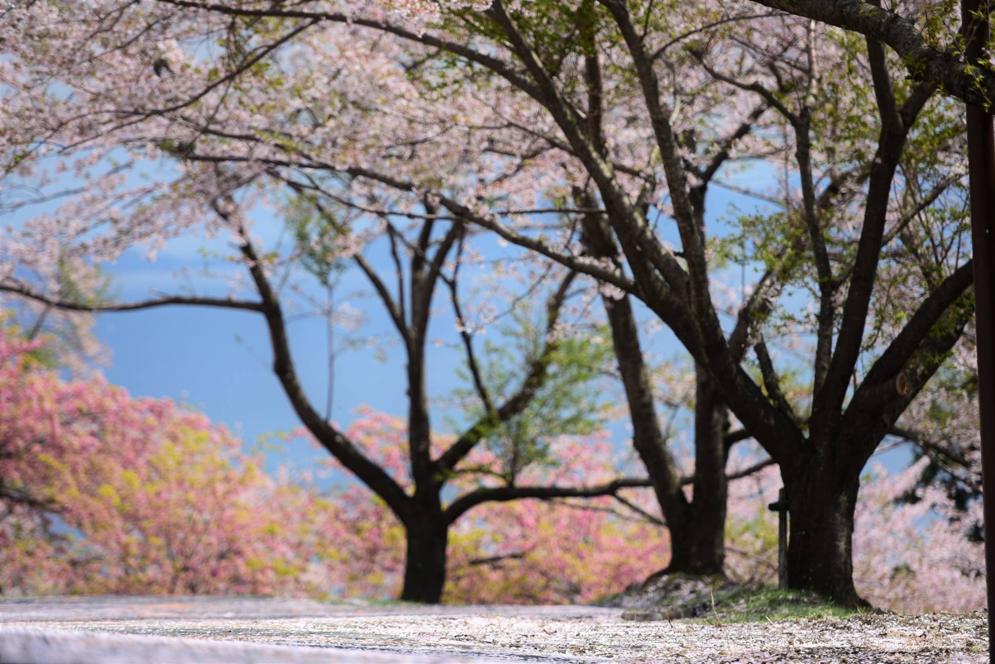 32349350_1972665813062407_1751998218956177408_o