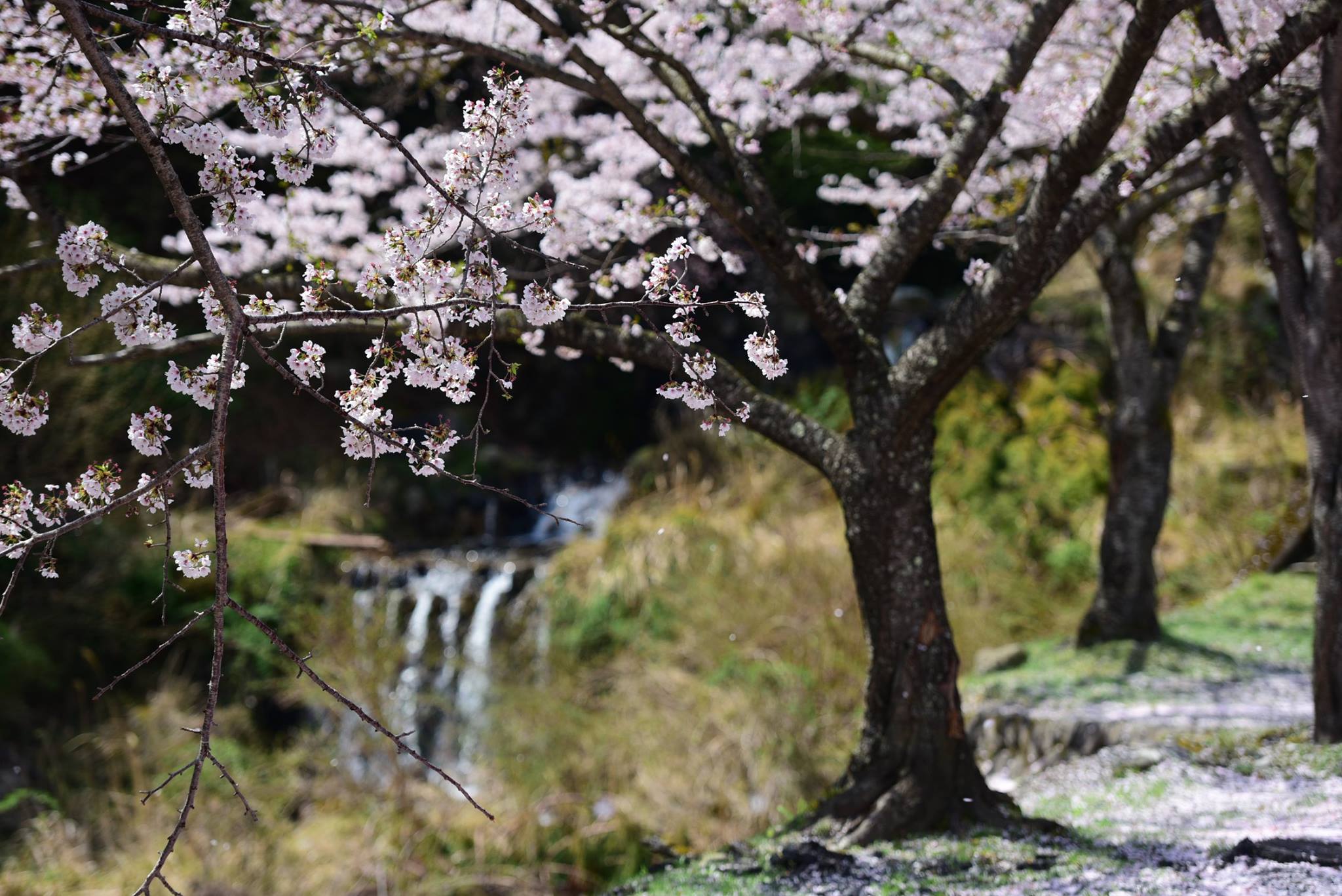 32359583_1972666309729024_6773240073778364416_o