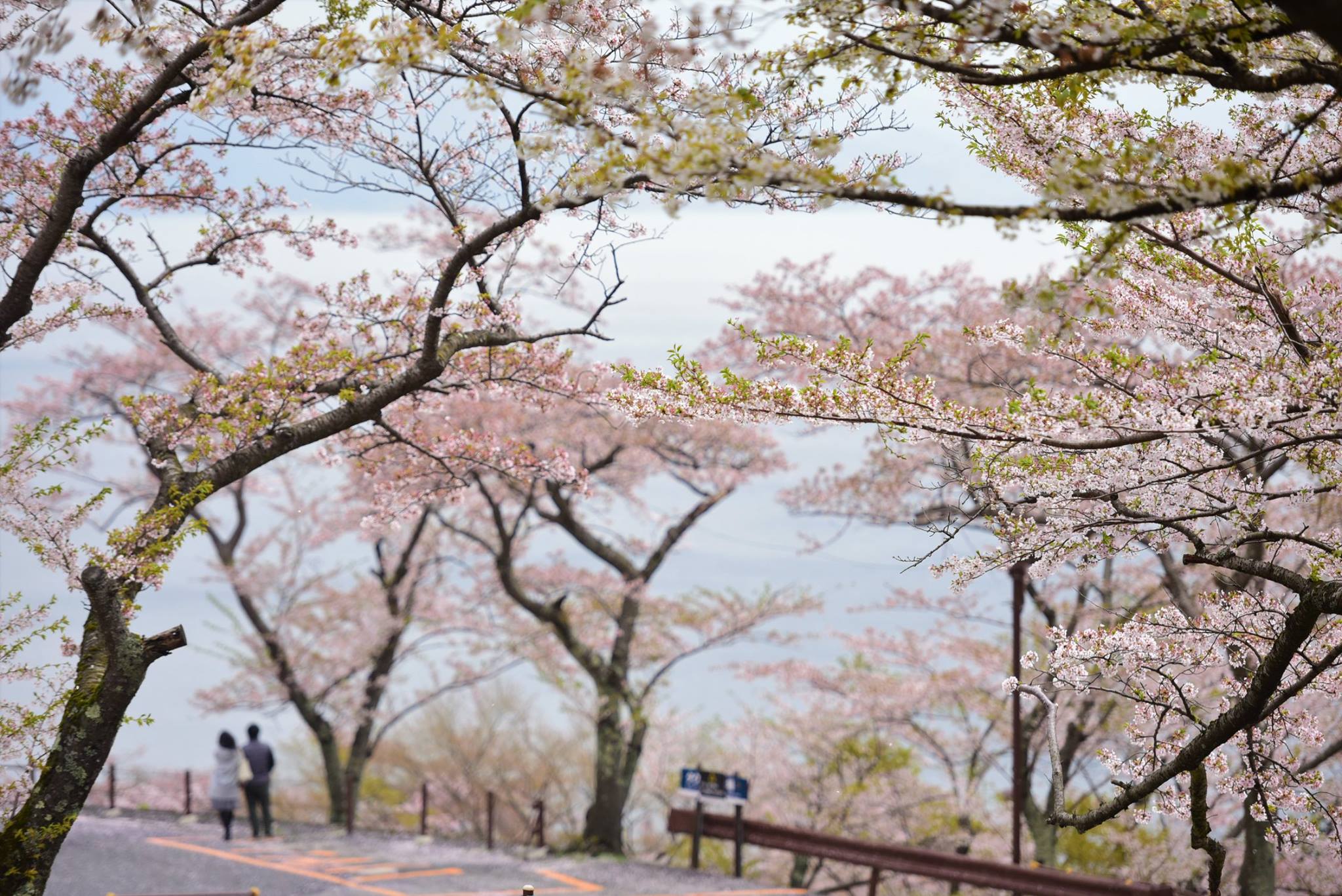 32381173_1972664846395837_3623629311673630720_o