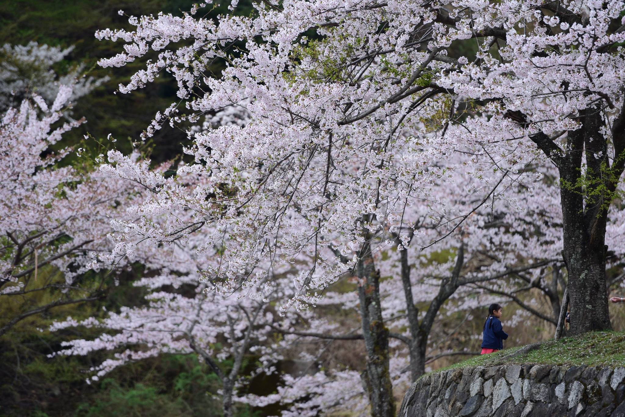 32402264_1972665469729108_2193442138824376320_o