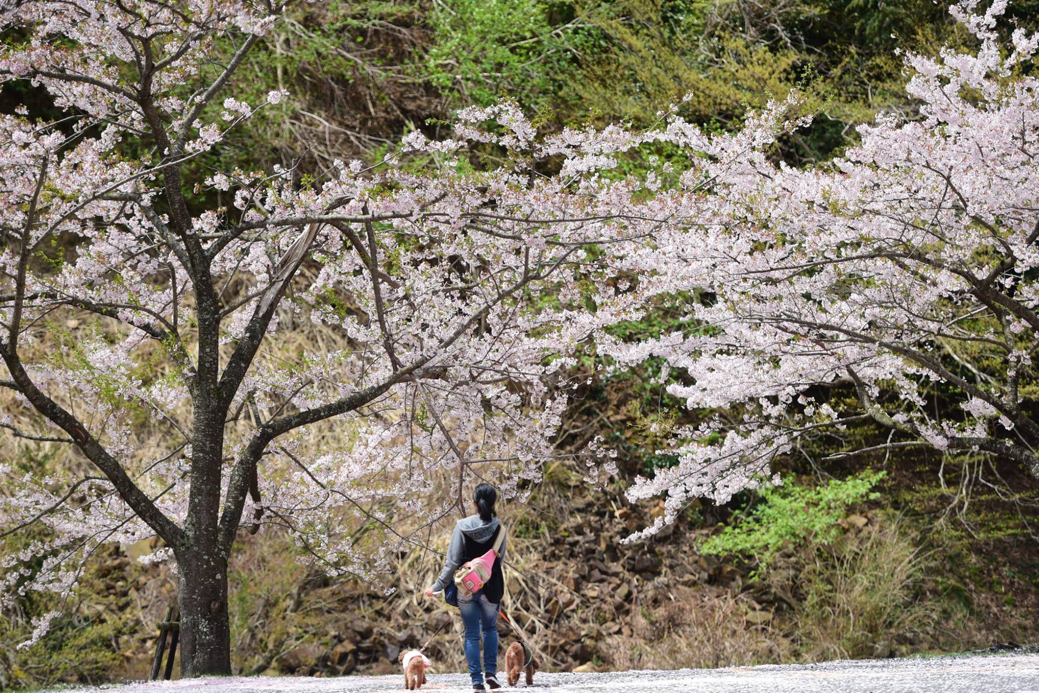 32402319_1972664916395830_660910280473051136_o