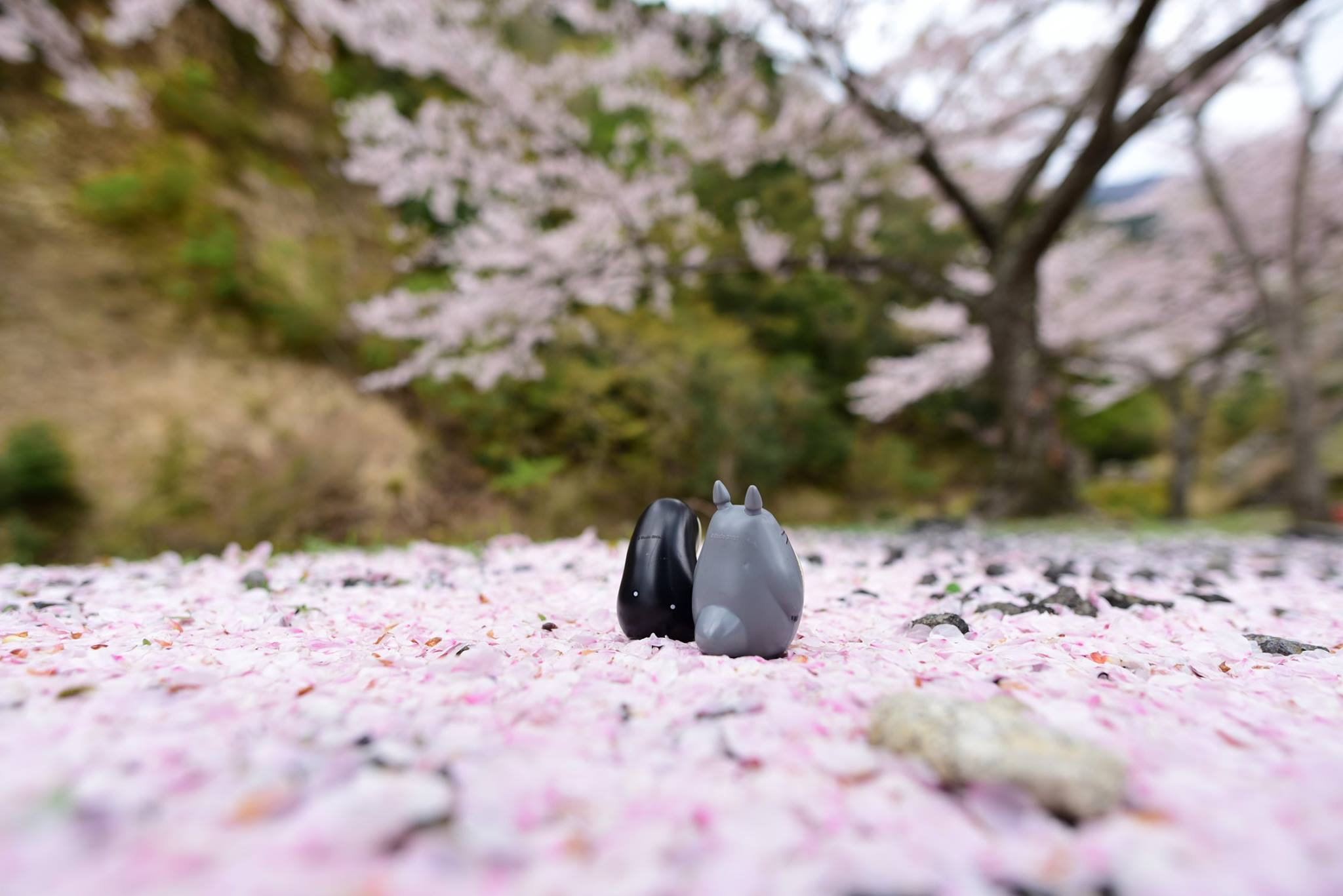 32405630_1972664979729157_2428403358453727232_o