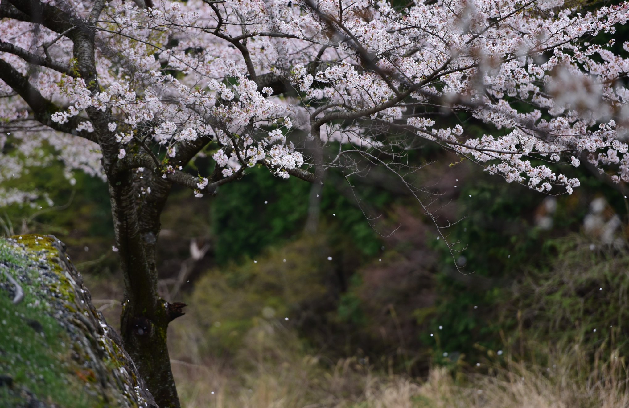 32416440_1972664823062506_8245216505323585536_o