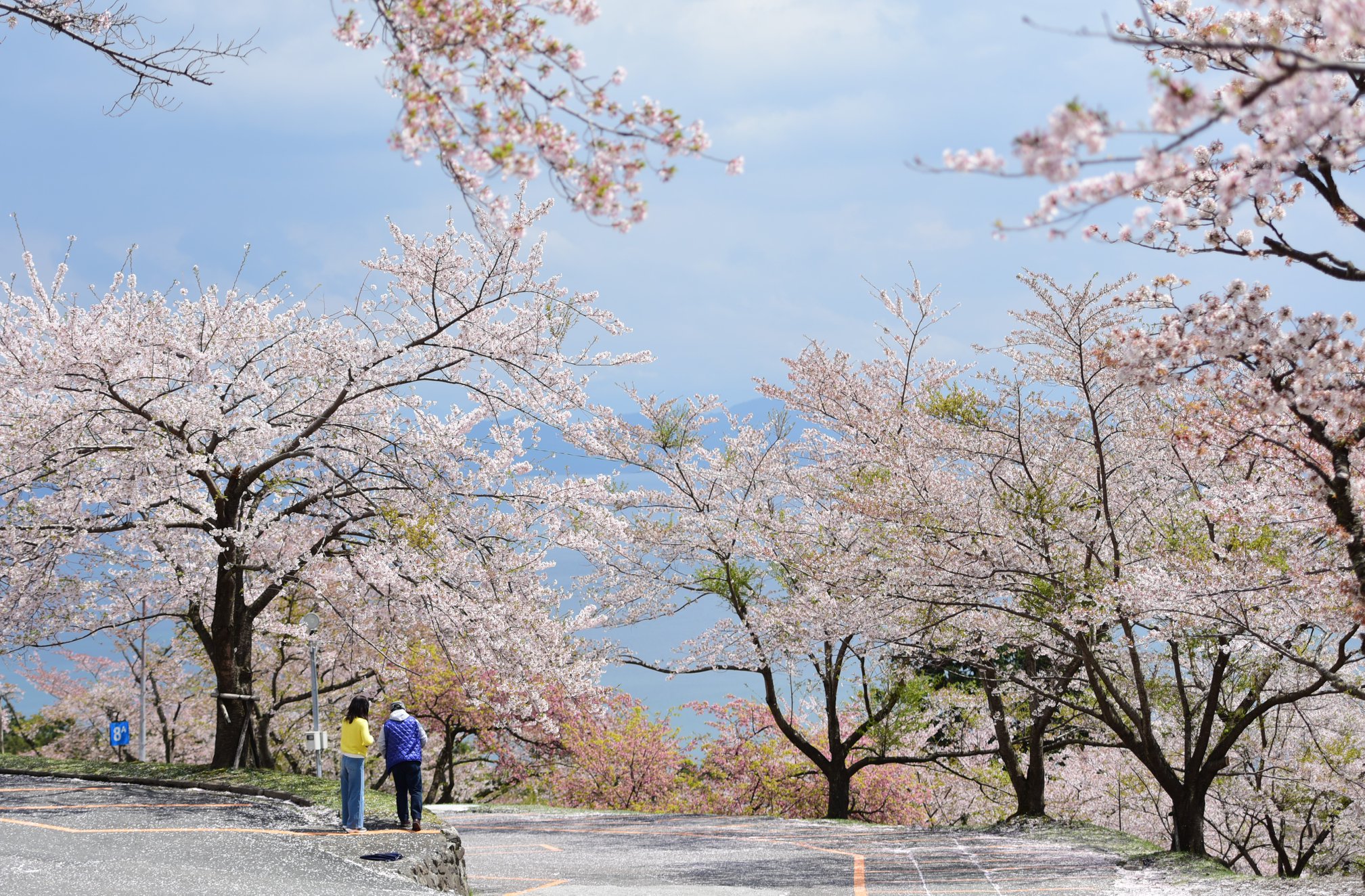 32416496_1972665896395732_6886068791629840384_o