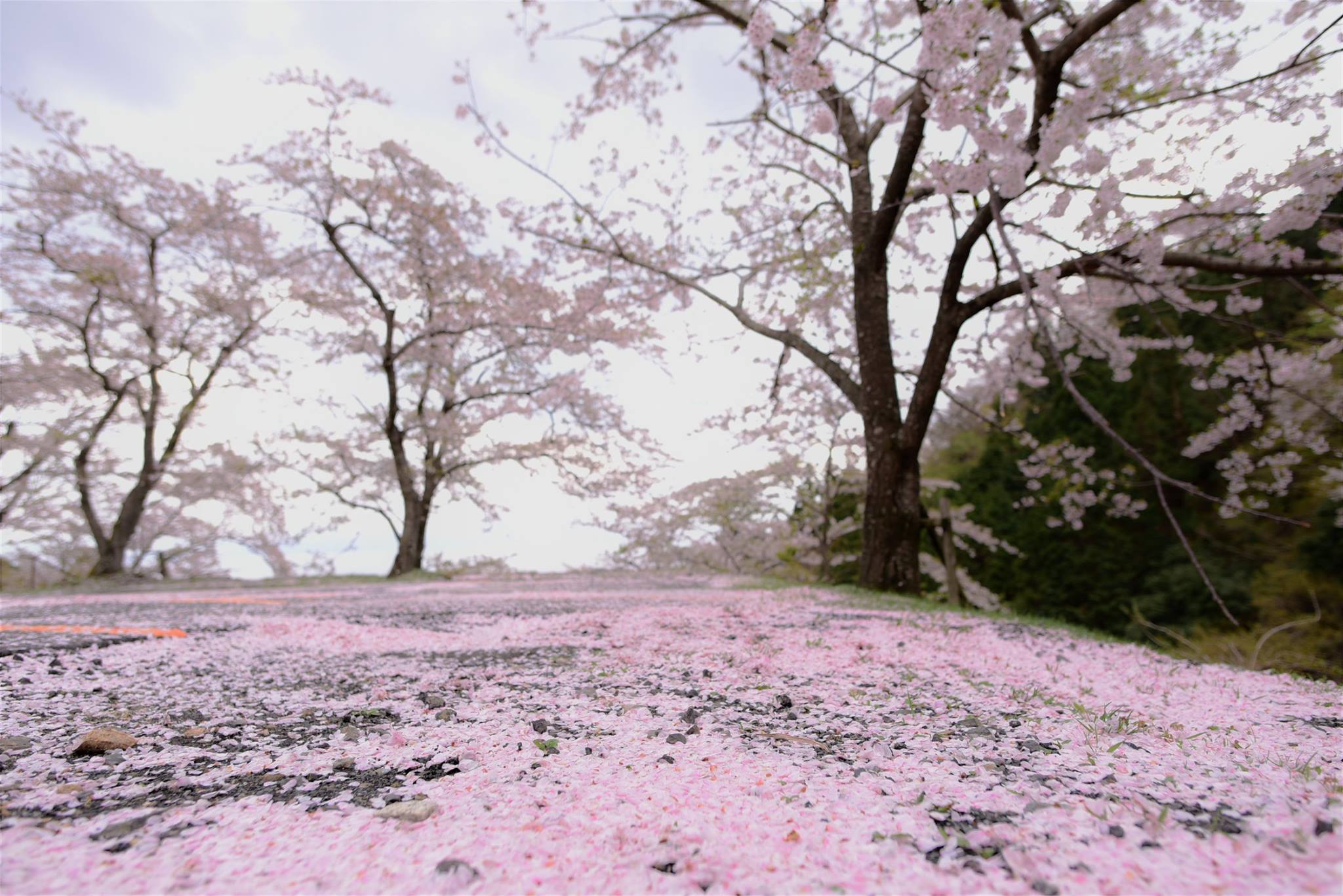 32446436_1972665016395820_598986262338076672_o