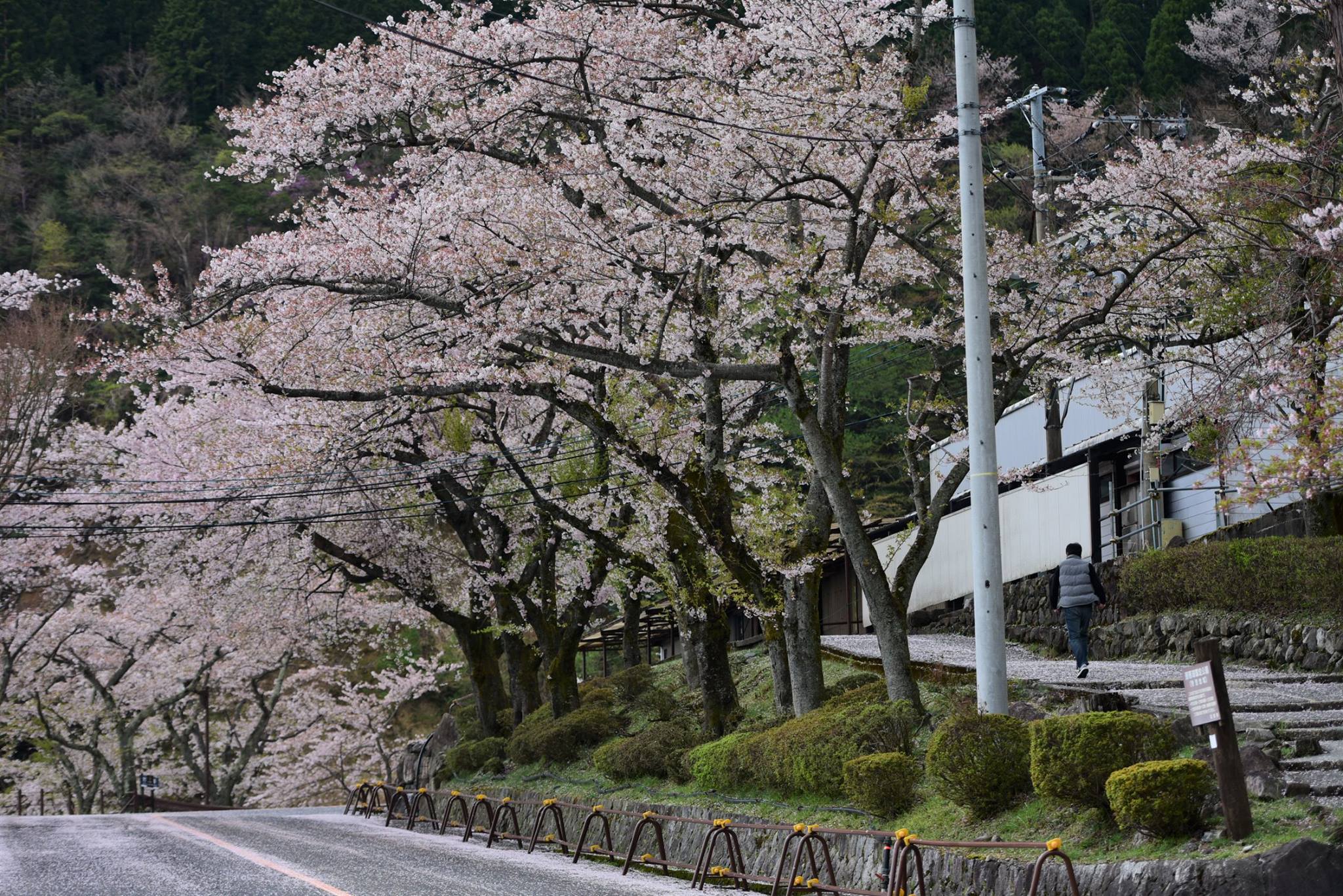 32454851_1972665306395791_3831560717266321408_o