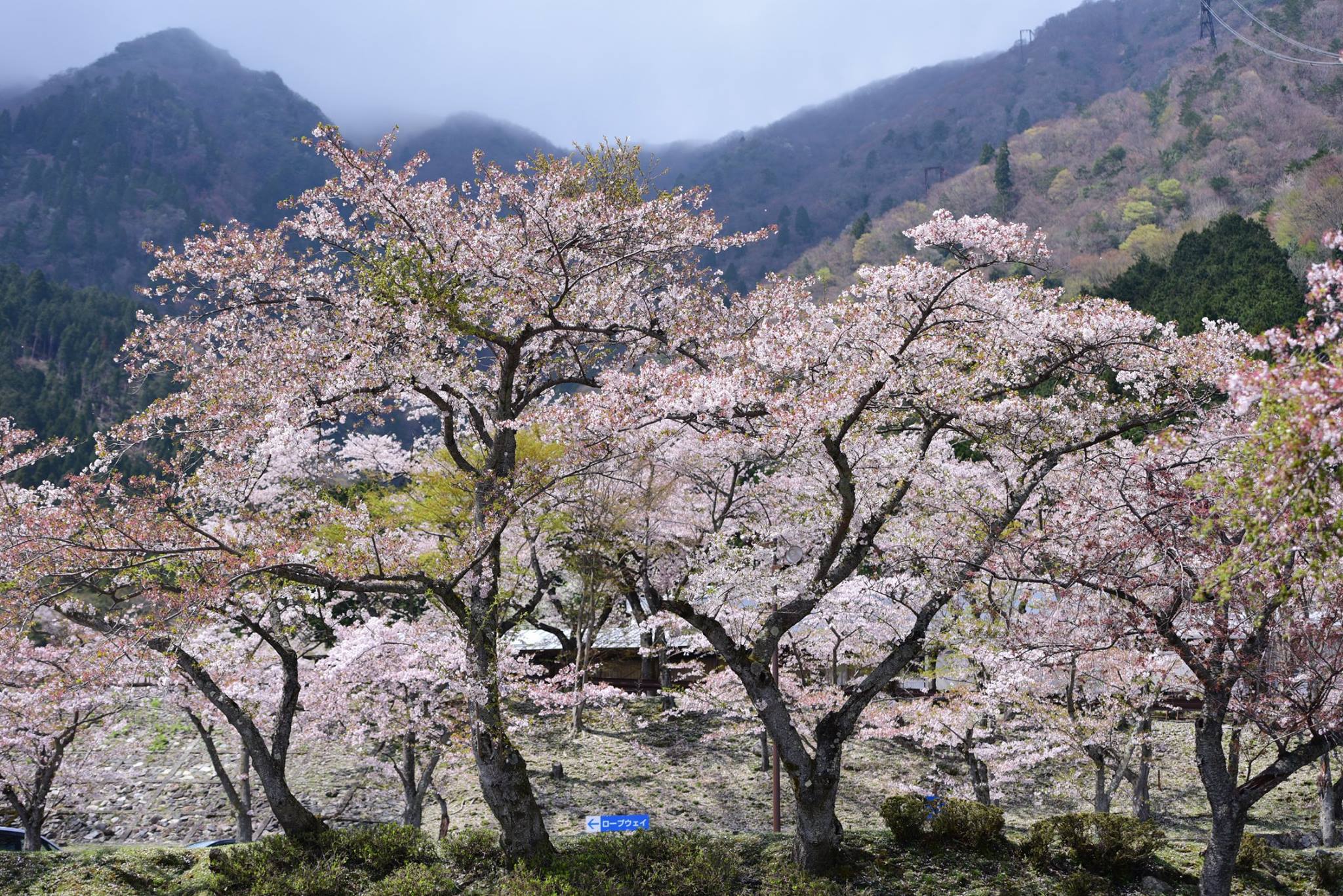 32465870_1972666393062349_7359910813747904512_o