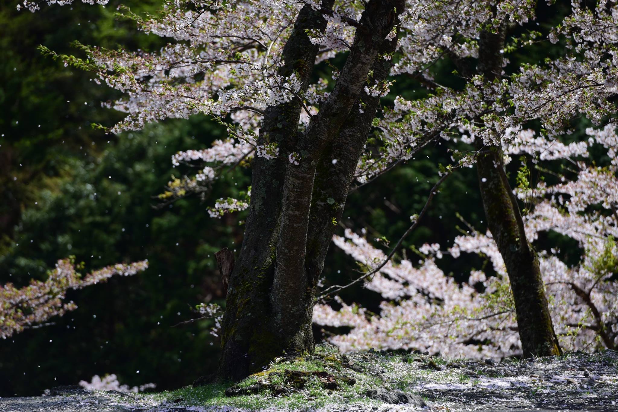 32467997_1972666156395706_4481765396617101312_o