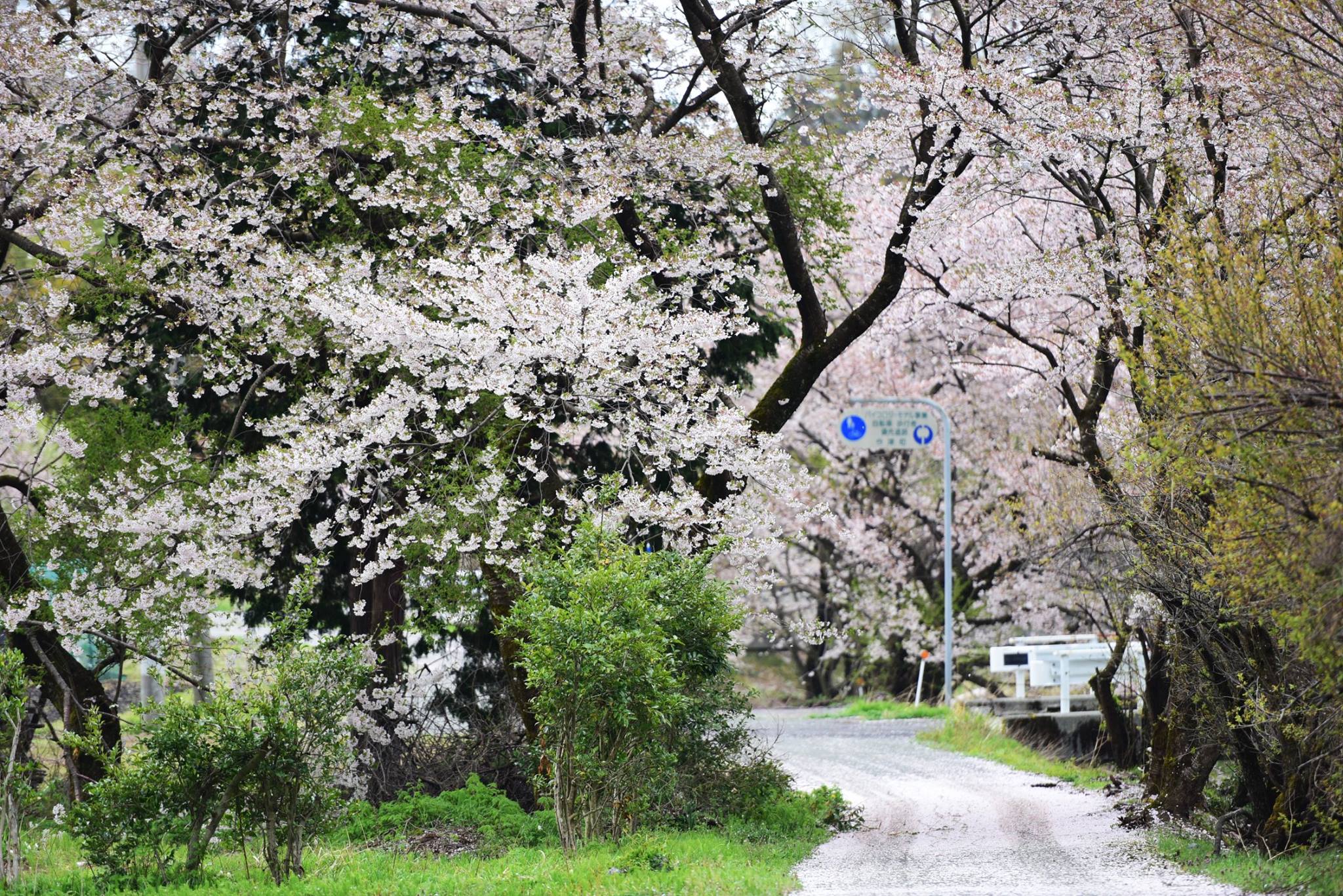 32582020_1974102529585402_1431126563801268224_o