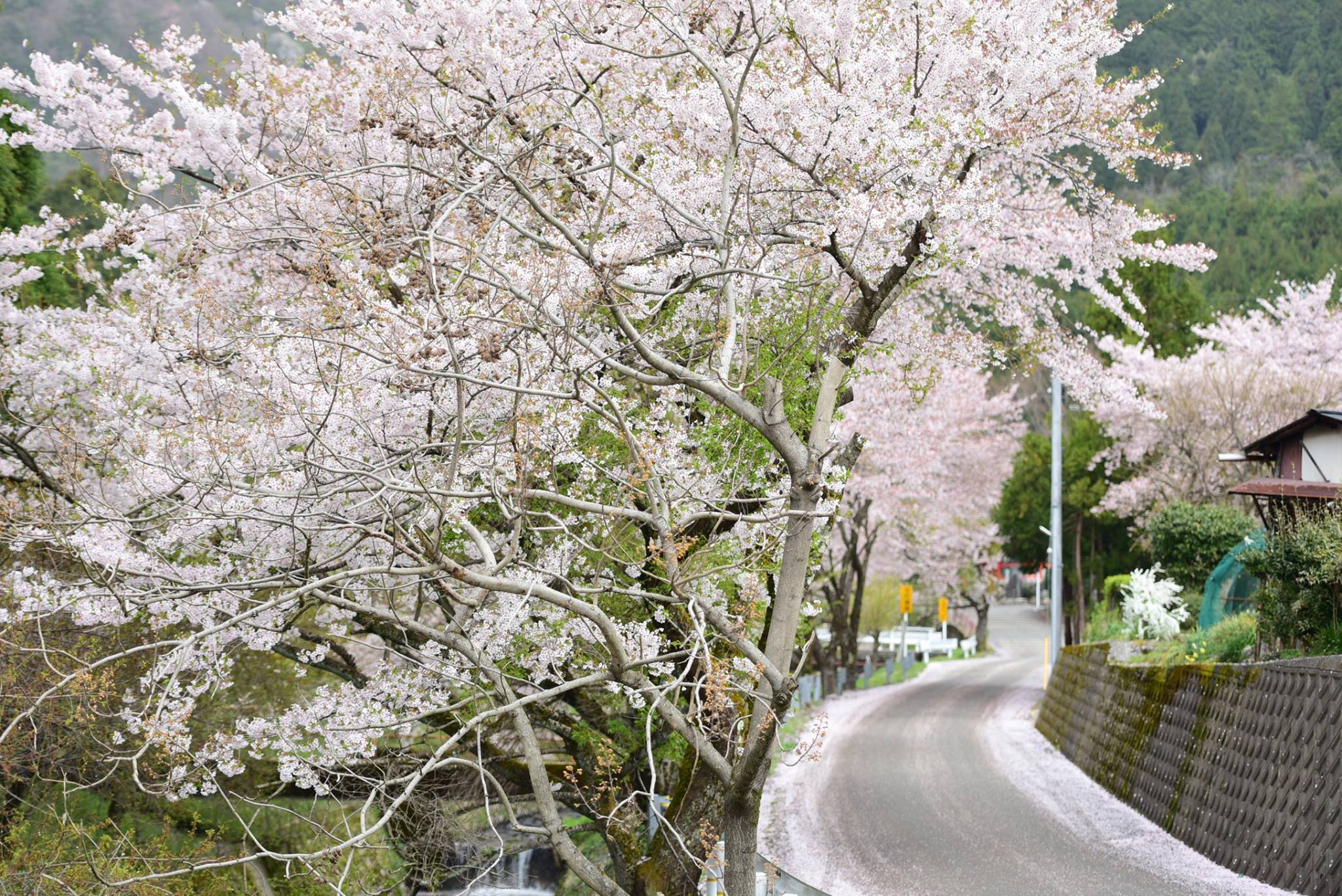 32670642_1974102179585437_6775654274895446016_o